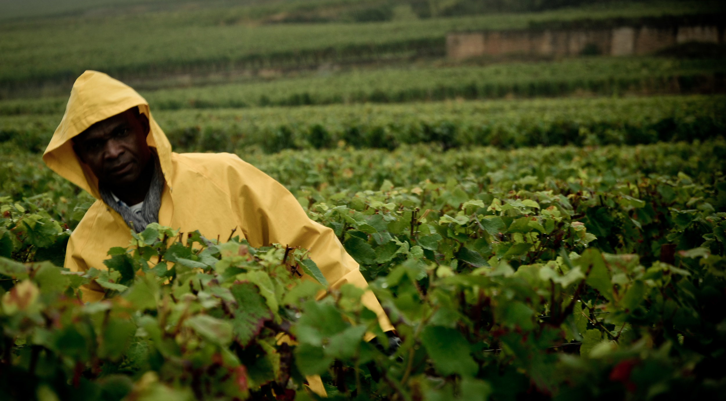 Hungry_Cyclist_Burgundy_Harvest12-15.jpg