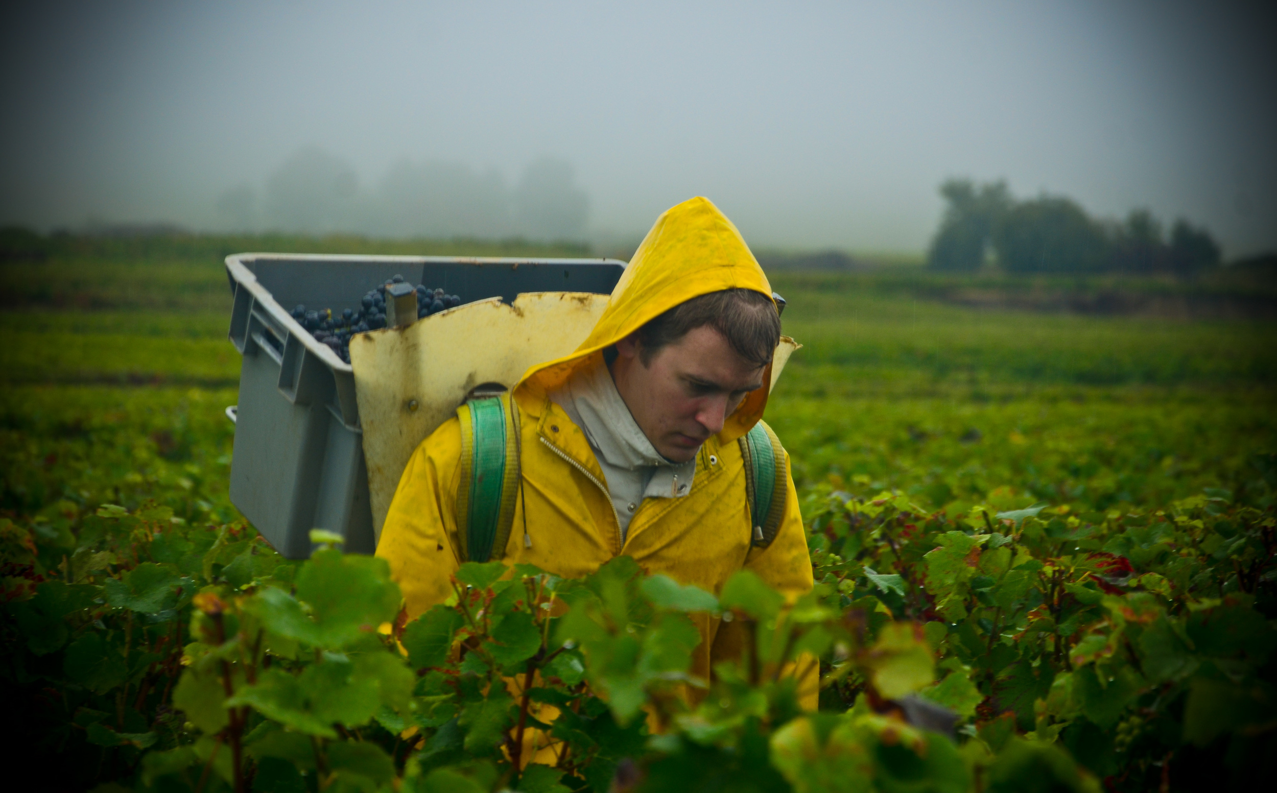 Hungry_Cyclist_Burgundy_Harvest12-22.jpg