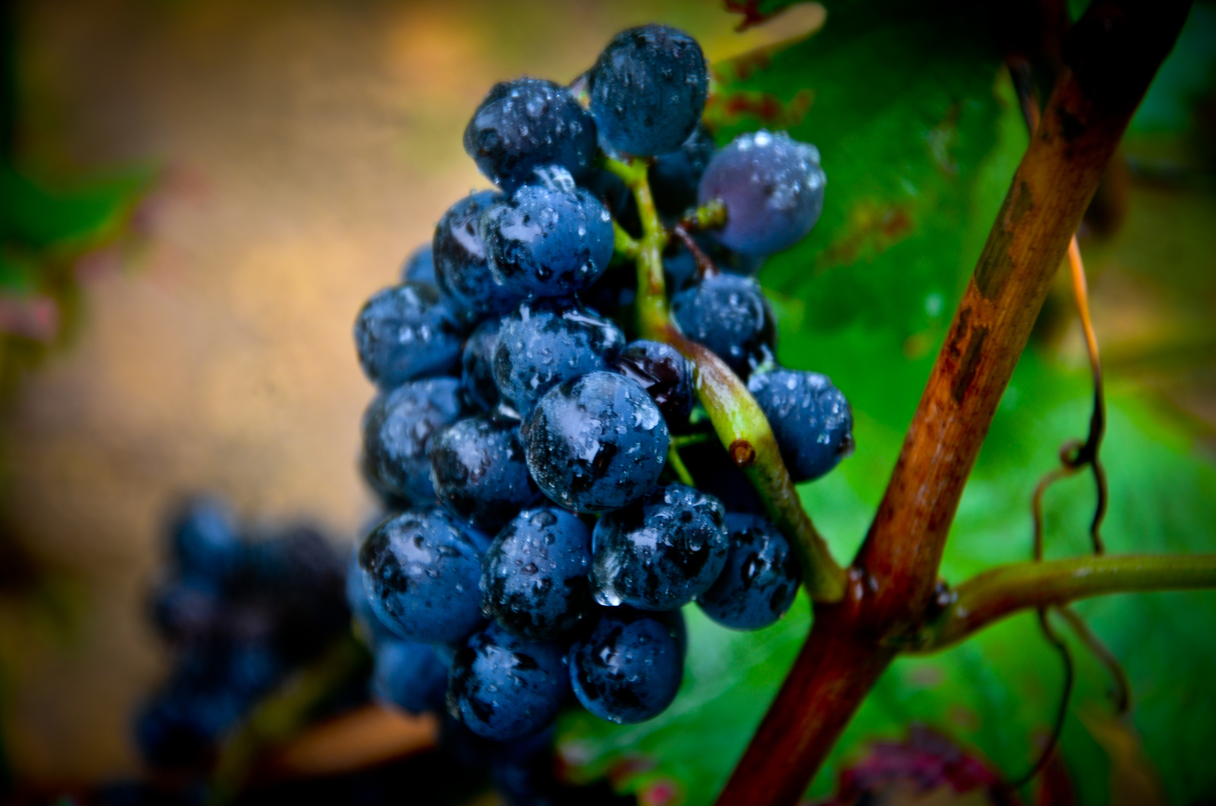 Hungry_Cyclist_Burgundy_Harvest12-23.jpg