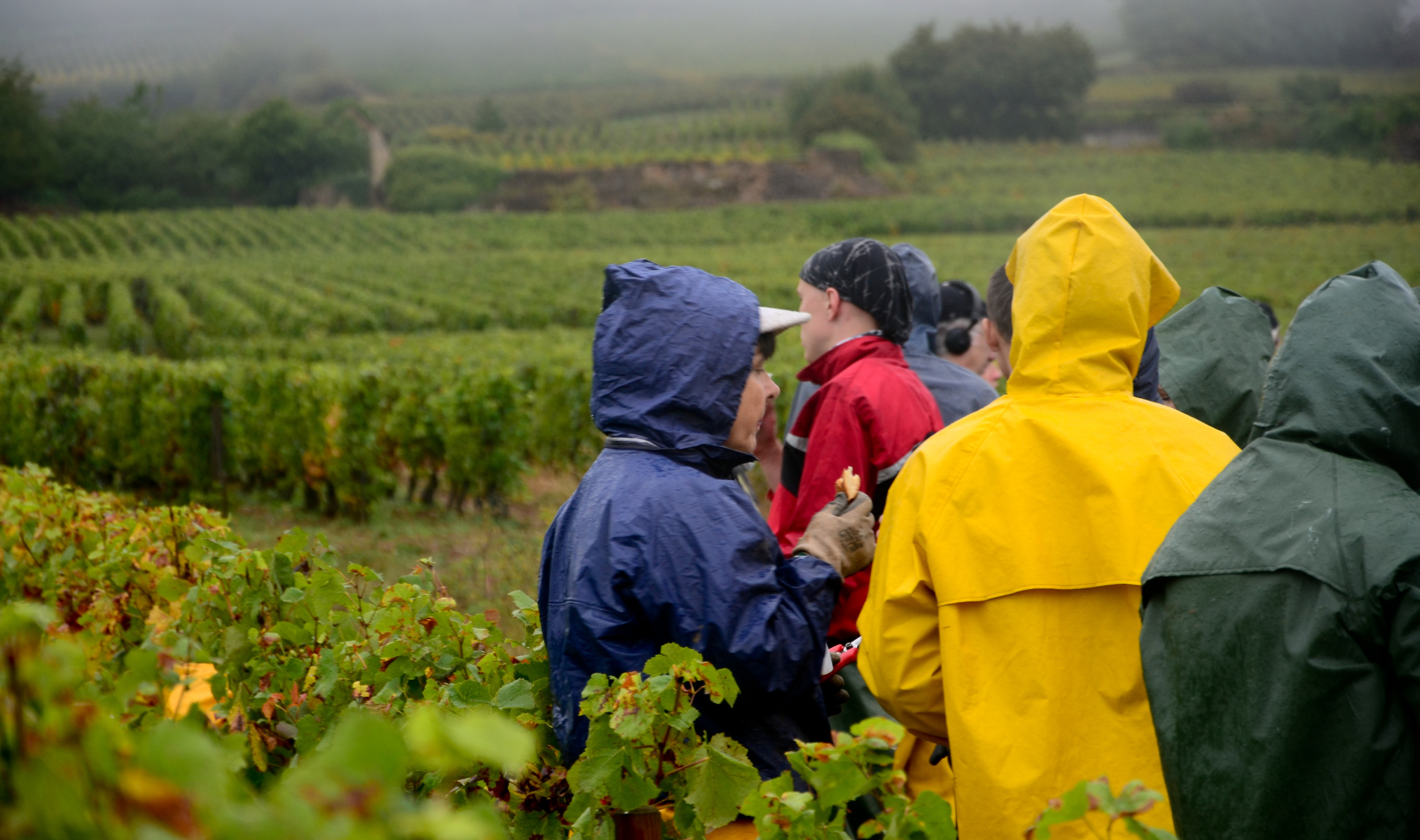 Hungry_Cyclist_Burgundy_Harvest12-43.jpg