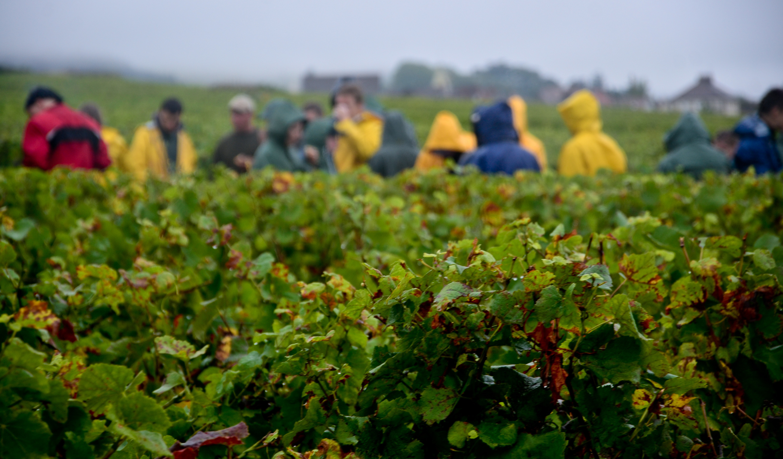 Hungry_Cyclist_Burgundy_Harvest12-47.jpg