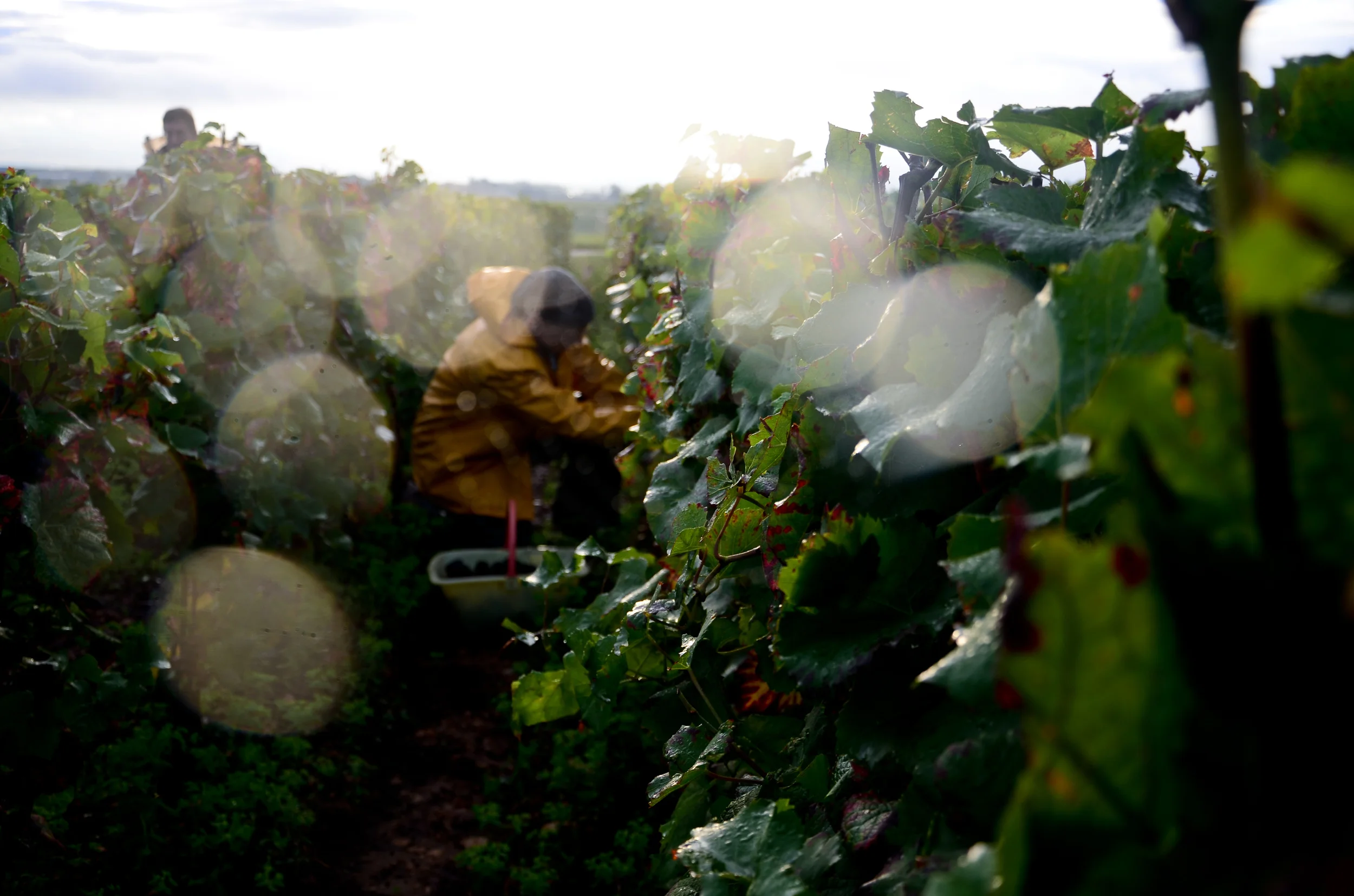 Hungry_Cyclist_Burgundy_Harvest12-65.jpg