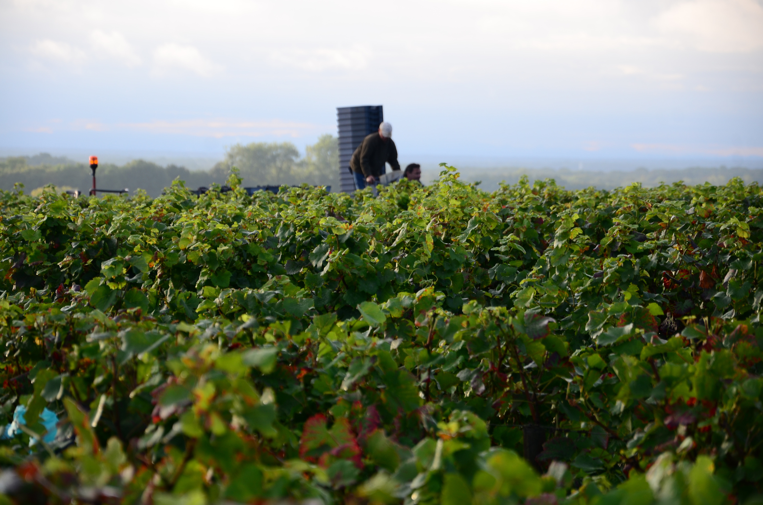 Hungry_Cyclist_Burgundy_Harvest12-68.jpg