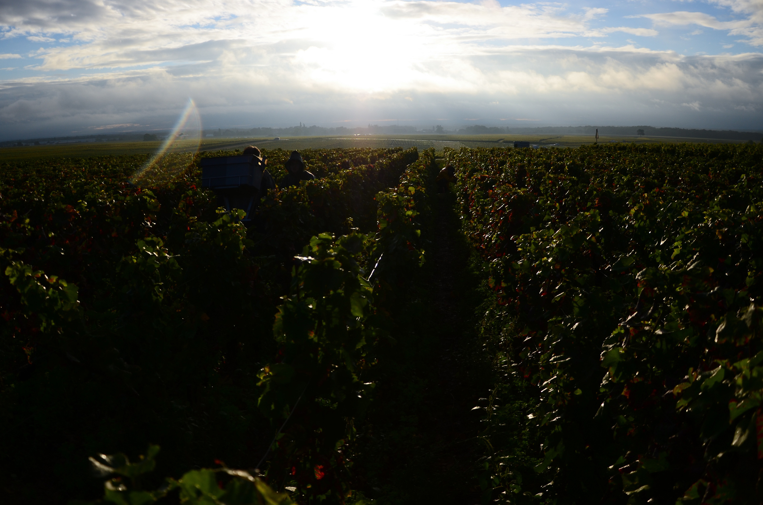 Hungry_Cyclist_Burgundy_Harvest12-78.jpg