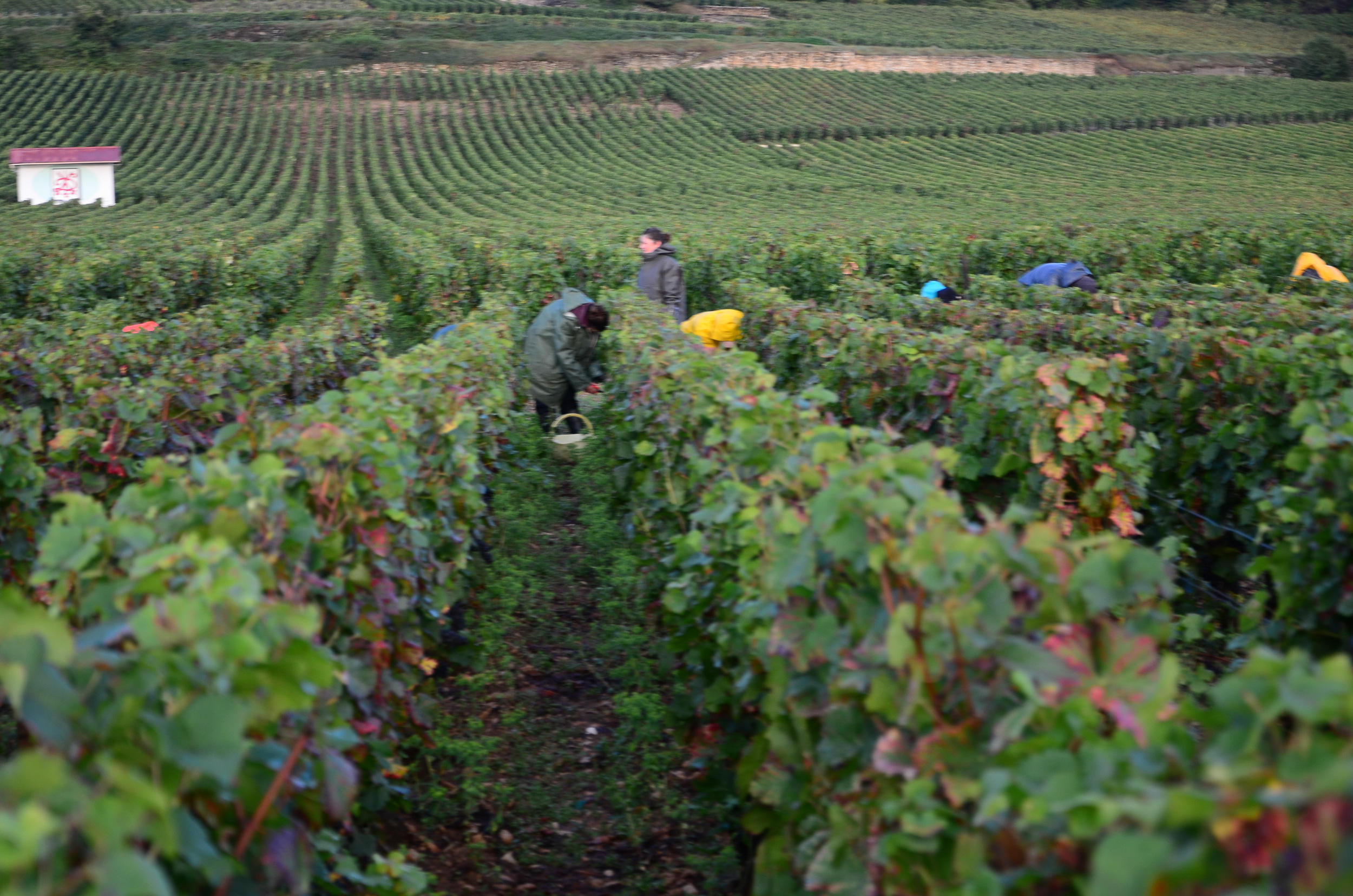 Hungry_Cyclist_Burgundy_Harvest12-80.jpg