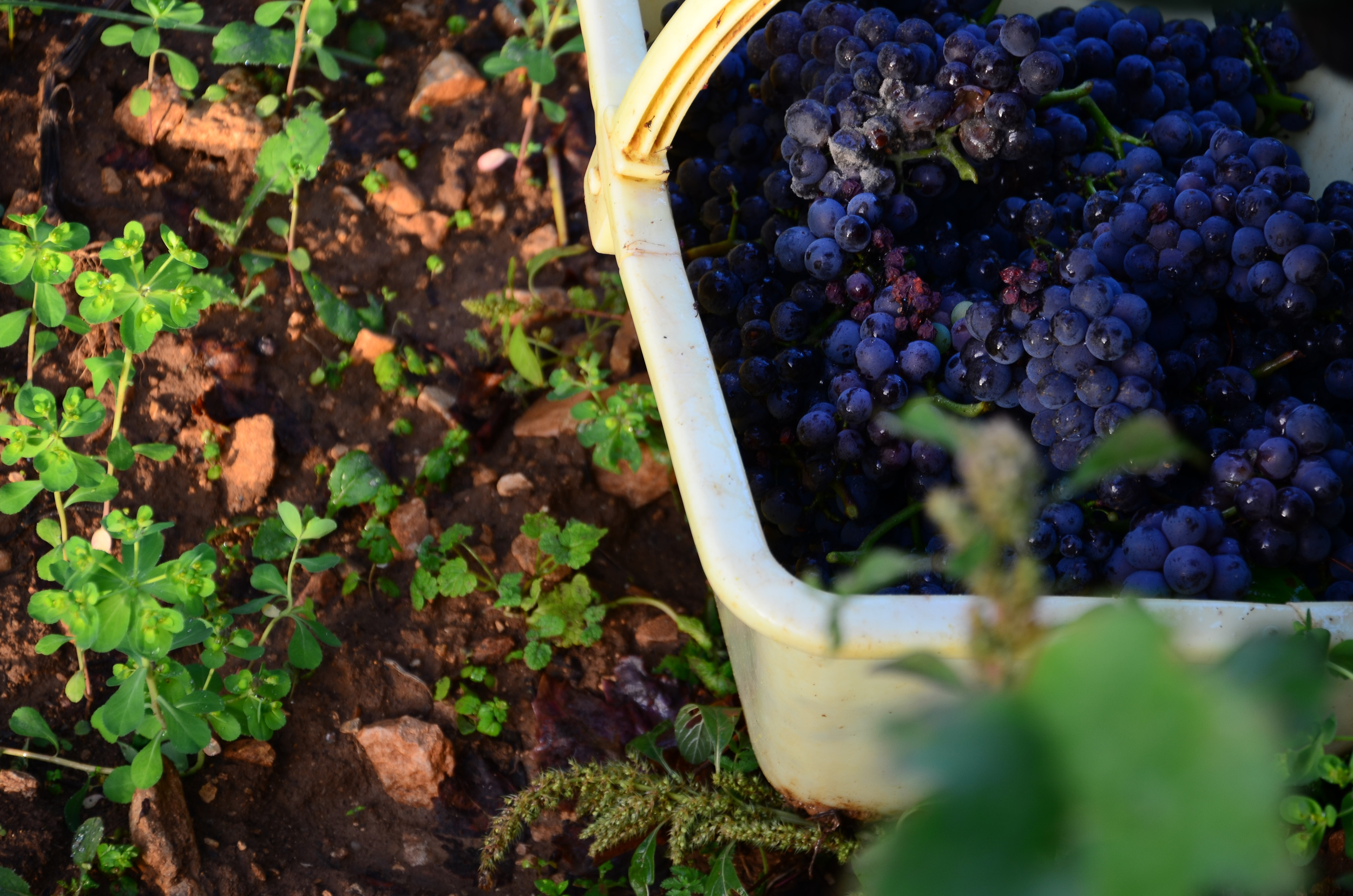 Hungry_Cyclist_Burgundy_Harvest12-82.jpg