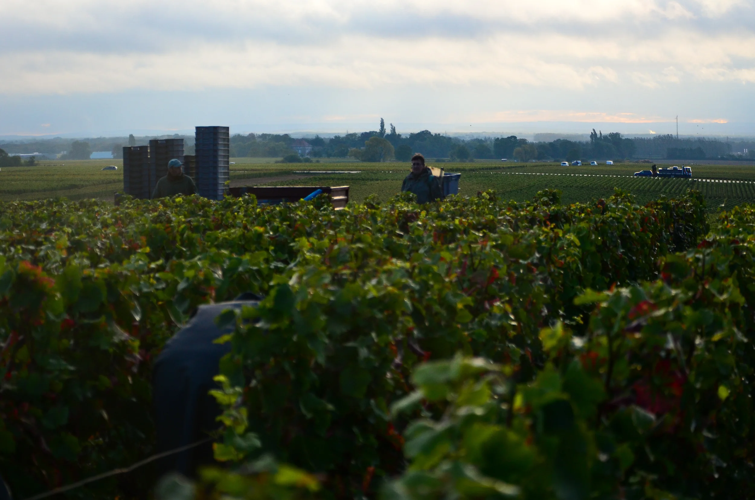 Hungry_Cyclist_Burgundy_Harvest12-84.jpg