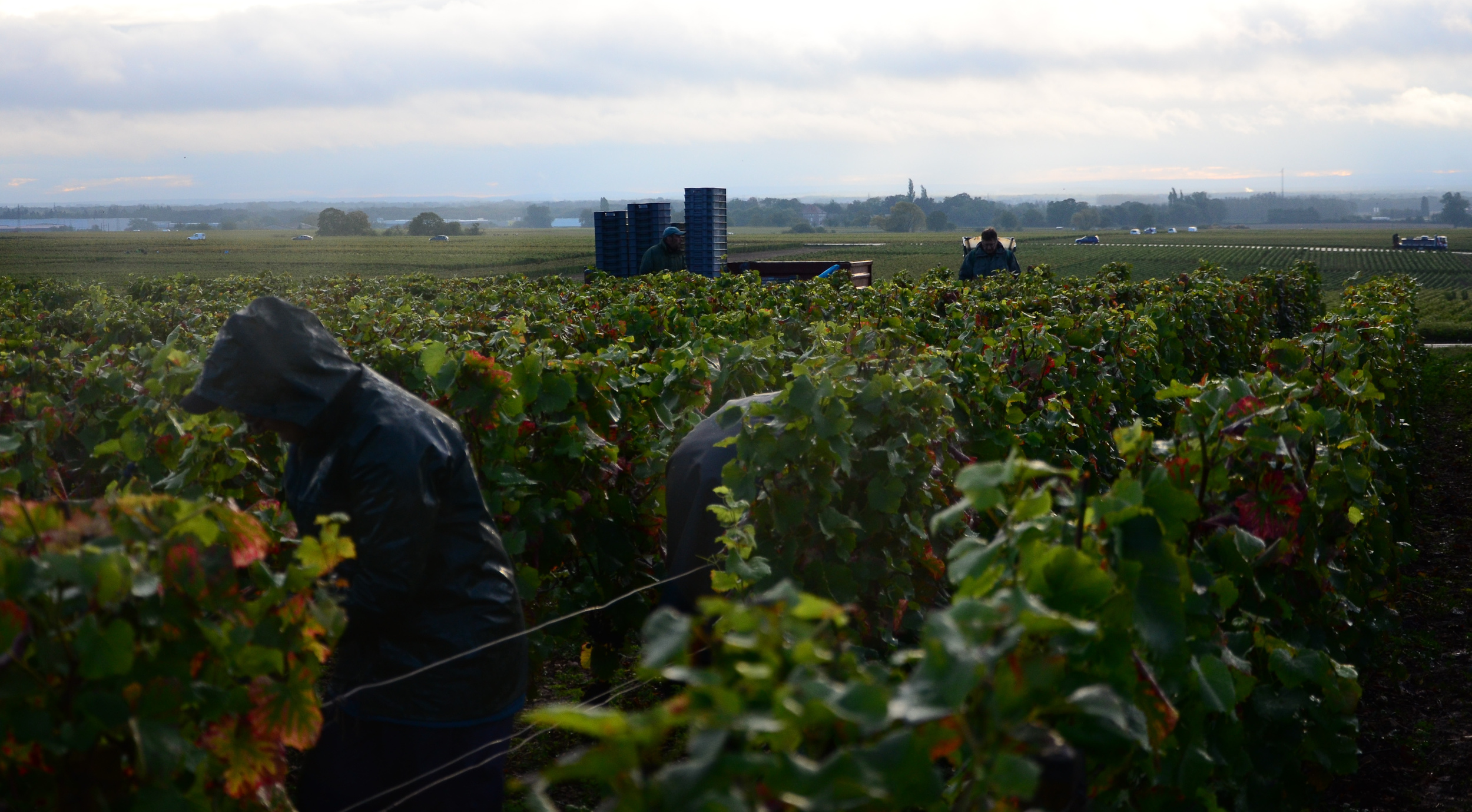 Hungry_Cyclist_Burgundy_Harvest12-85.jpg