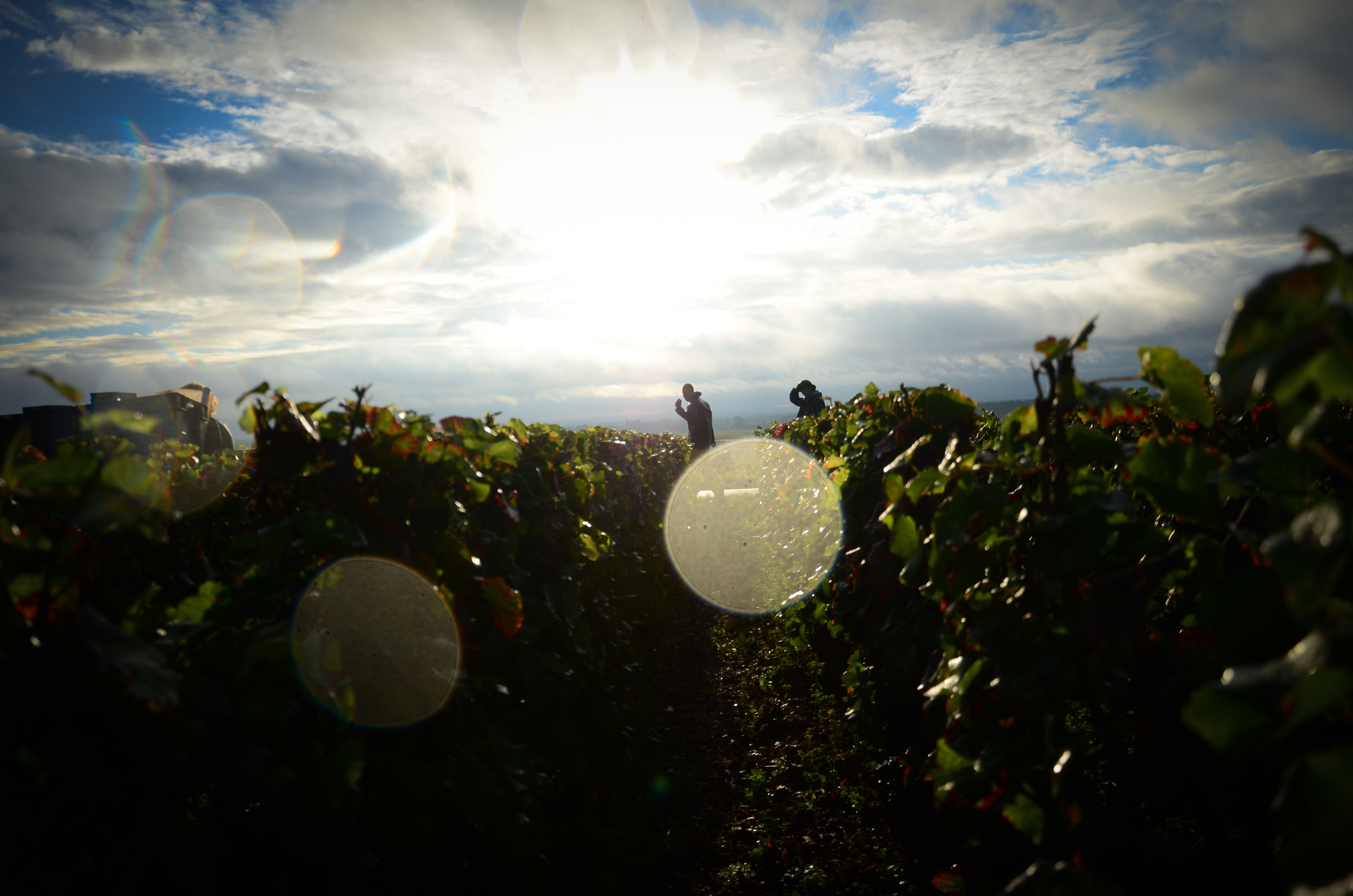 Hungry_Cyclist_Burgundy_Harvest12-88.jpg