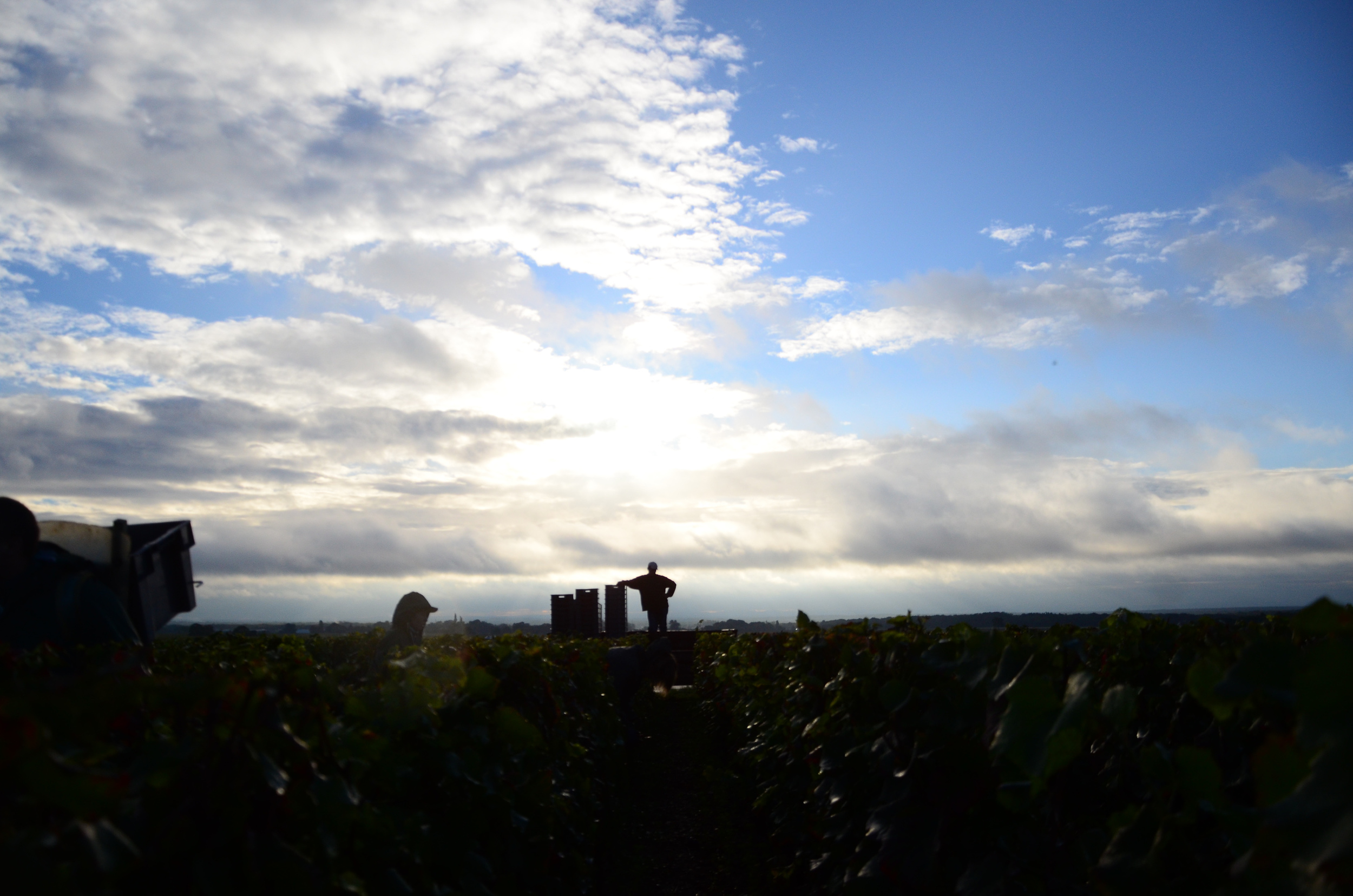 Hungry_Cyclist_Burgundy_Harvest12-91.jpg