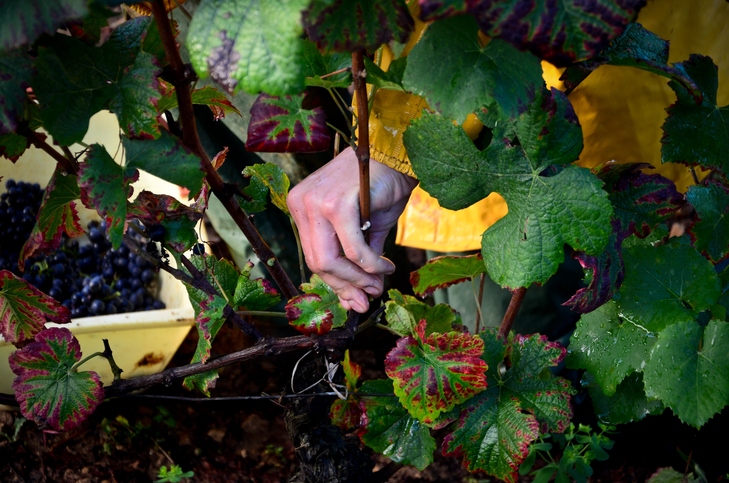 Hungry_Cyclist_Burgundy_Harvest12-90.jpg