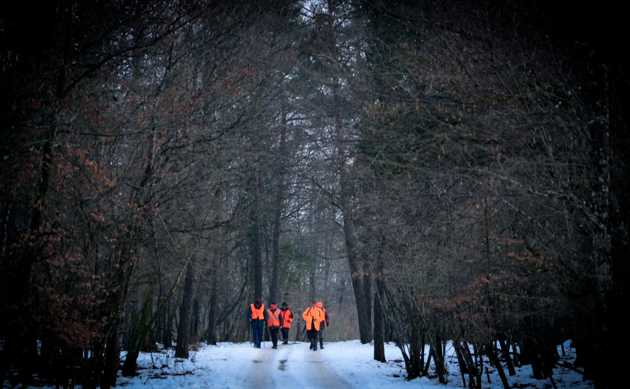 A Burgundian Wild Boar Hunt