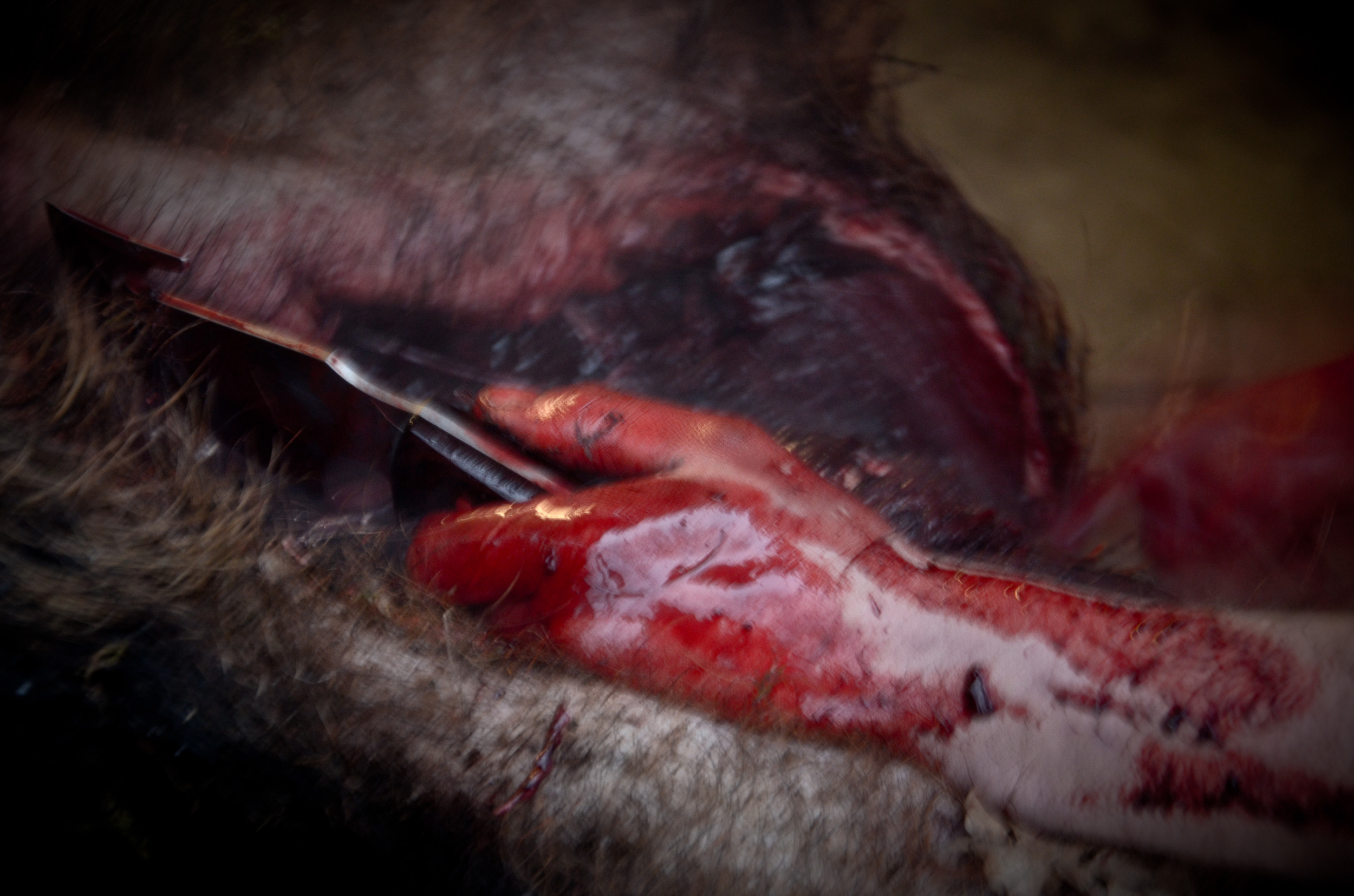 Hungry_Cyclist_Boar-38.jpg