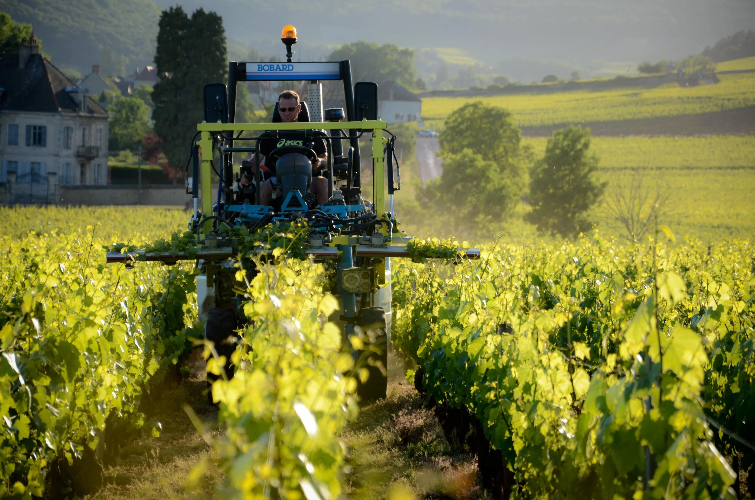 A Month In The Vines - June