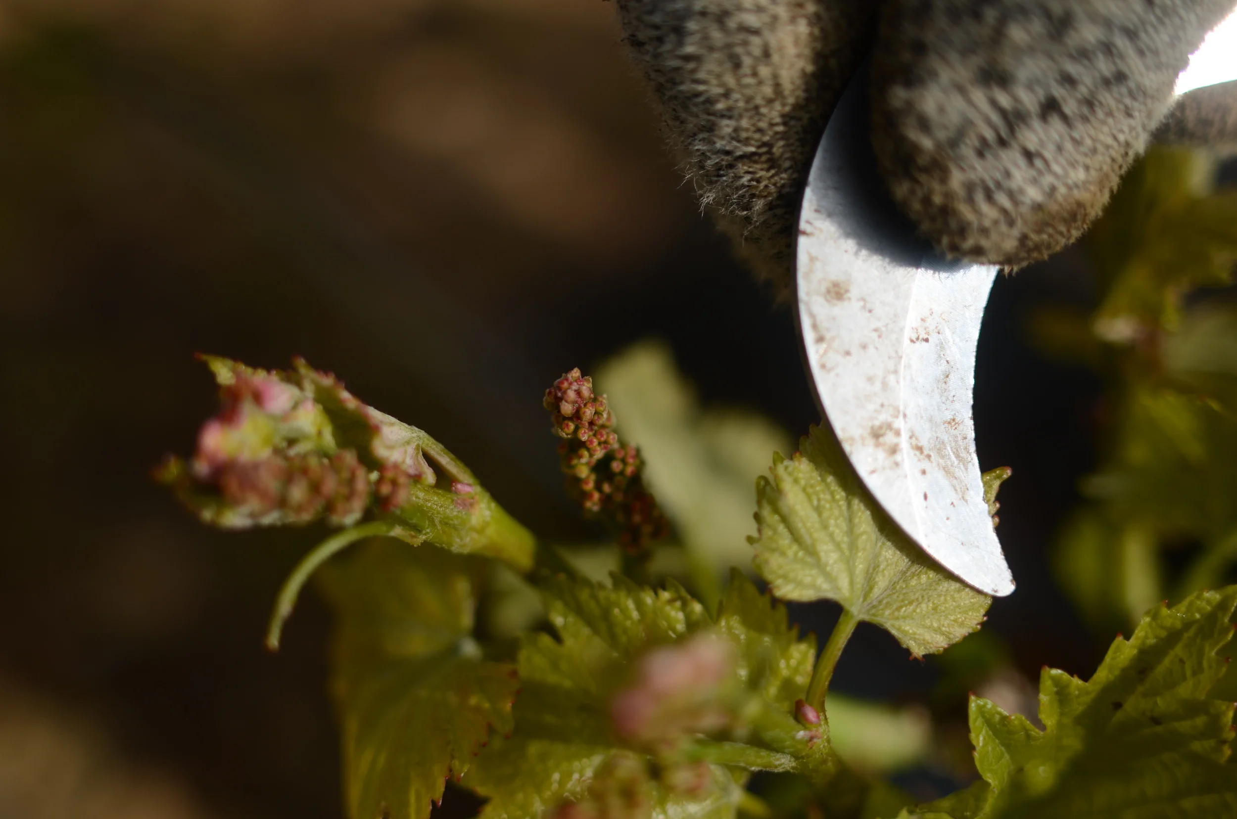 A Month In The Vines - April