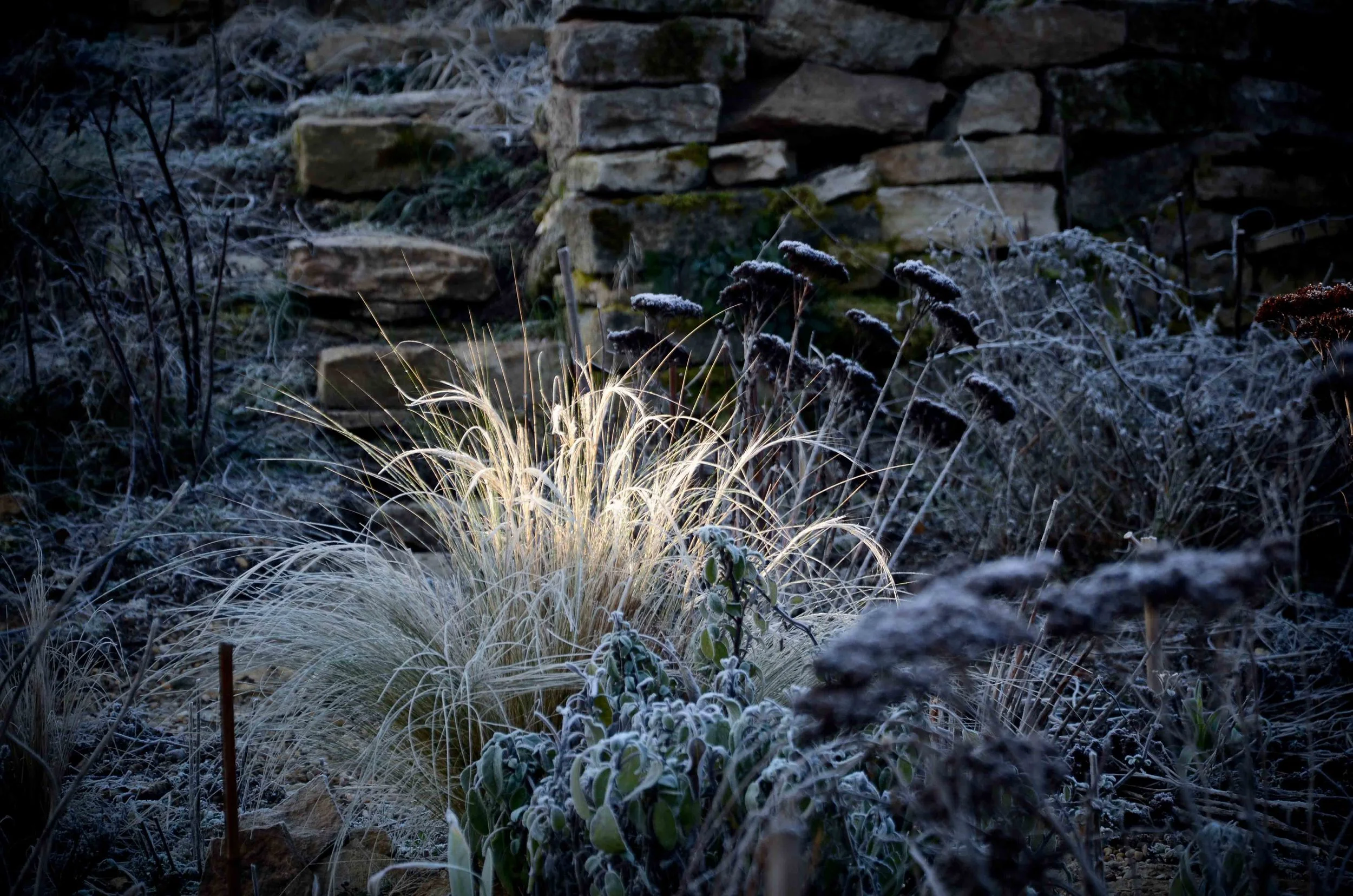 Winter In A Burgundy Garden - Photography 