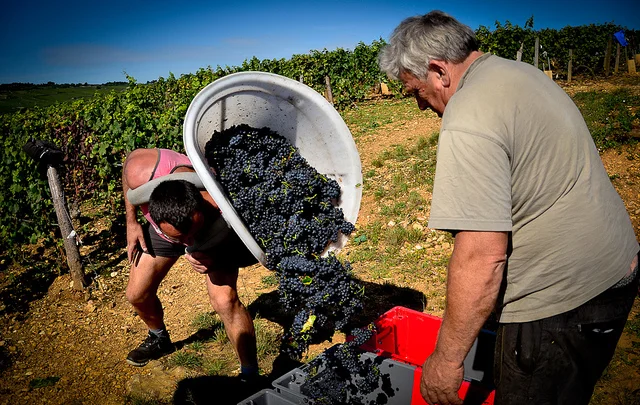 Accommodation For The Burgundy Wine Harvest 