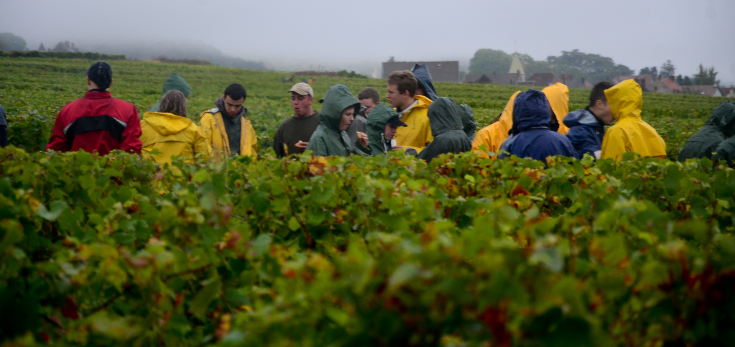 Hungry_Cyclist_Burgundy_Harvest12-46.jpg