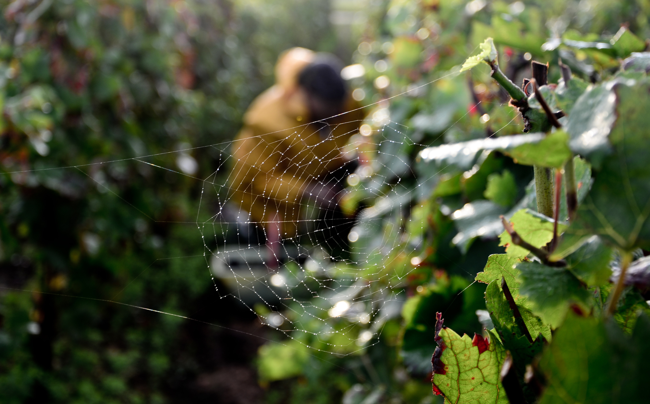 Hungry_Cyclist_Burgundy_Harvest12-66.jpg