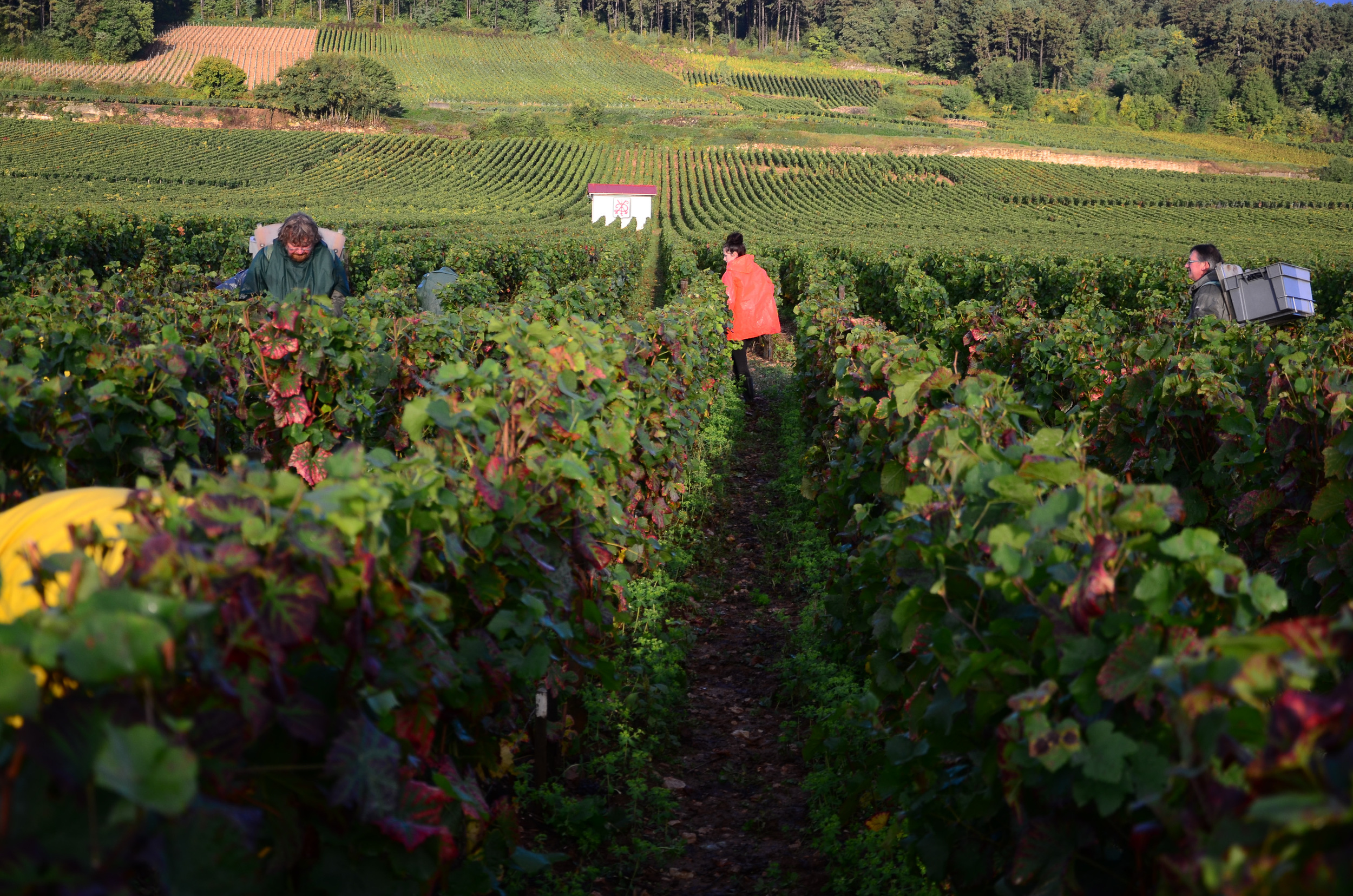 Hungry_Cyclist_Burgundy_Harvest12-75.jpg