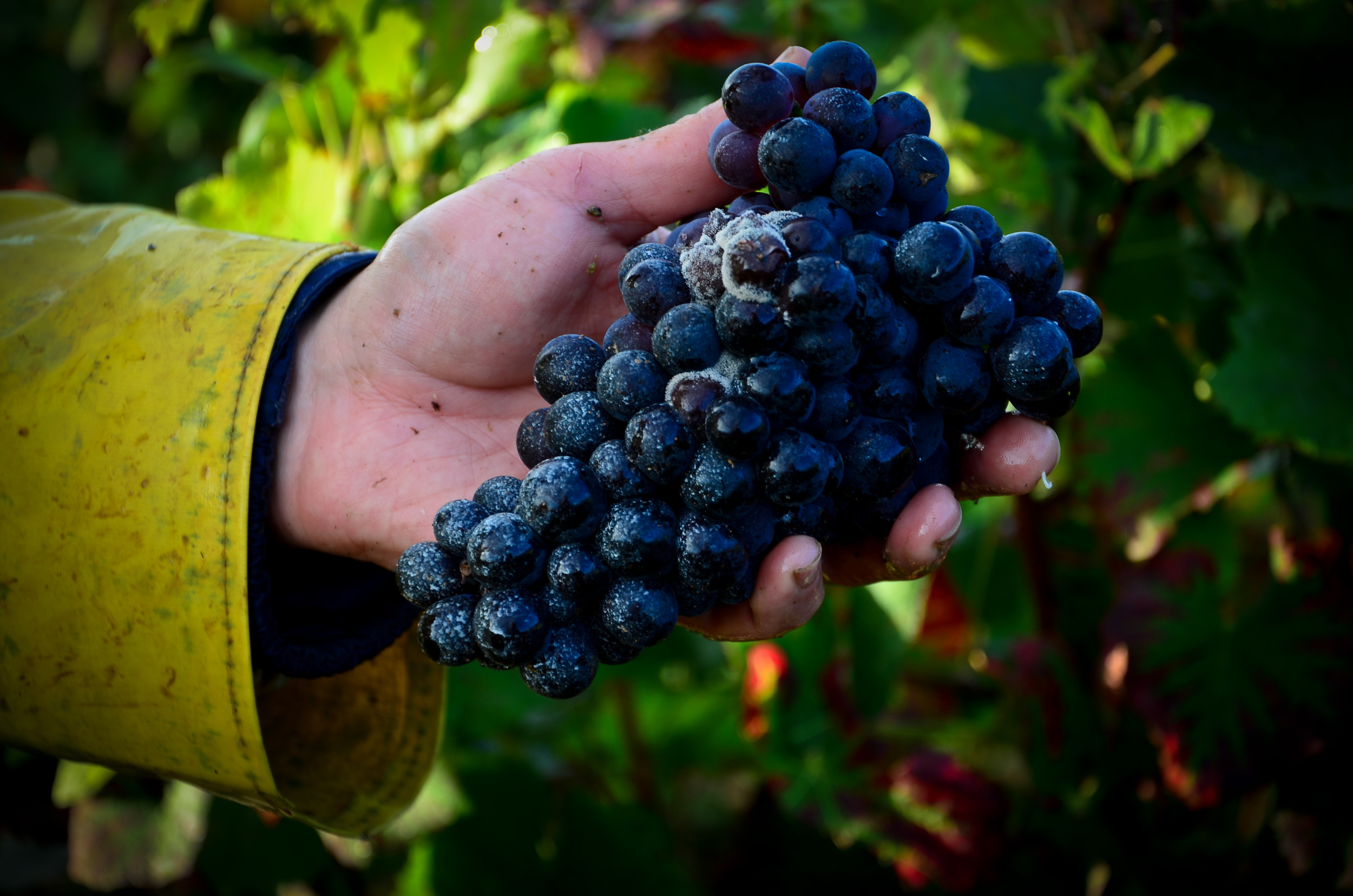 Hungry_Cyclist_Burgundy_Harvest12-76.jpg