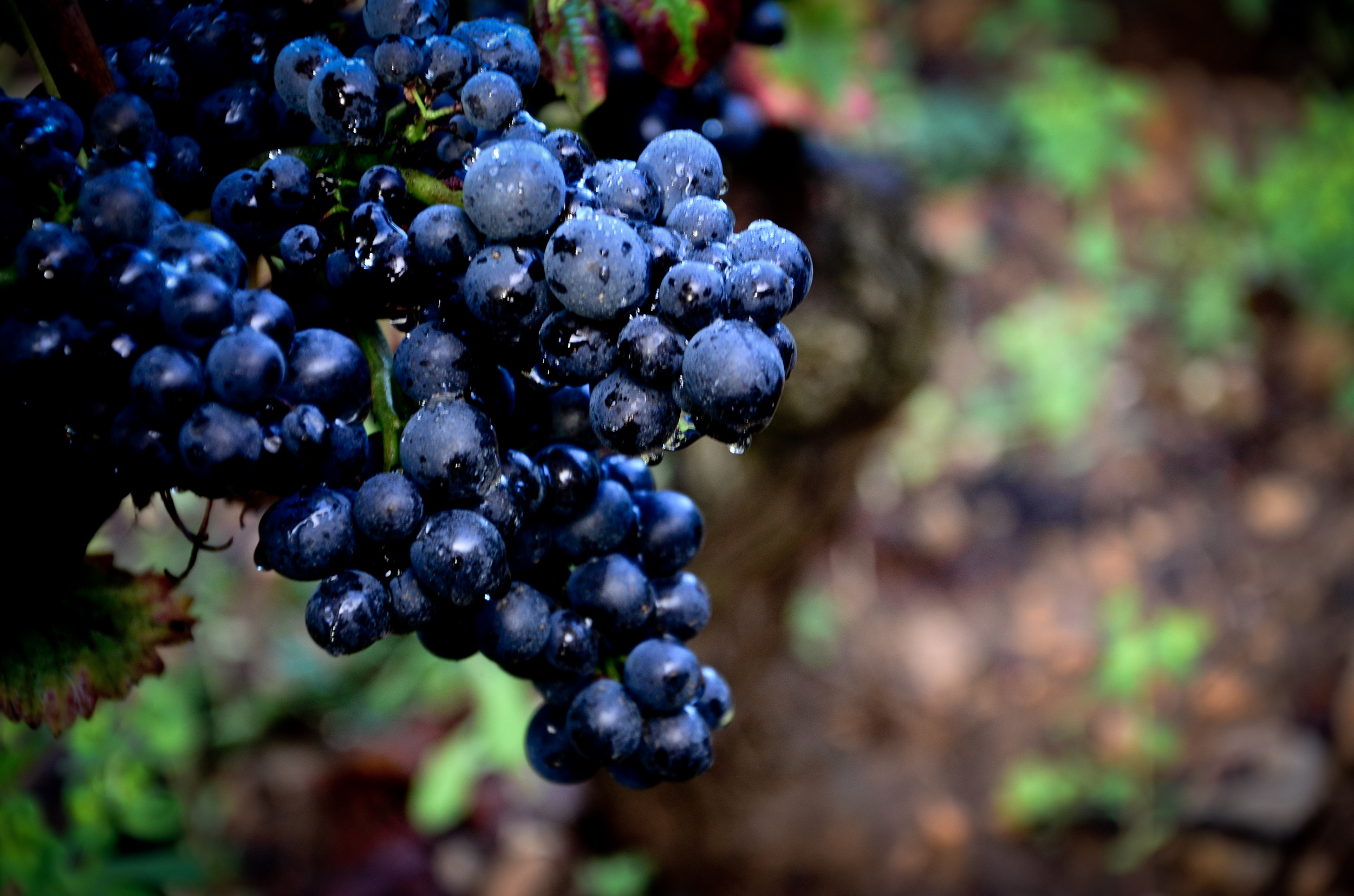 Hungry_Cyclist_Burgundy_Harvest12-83.jpg