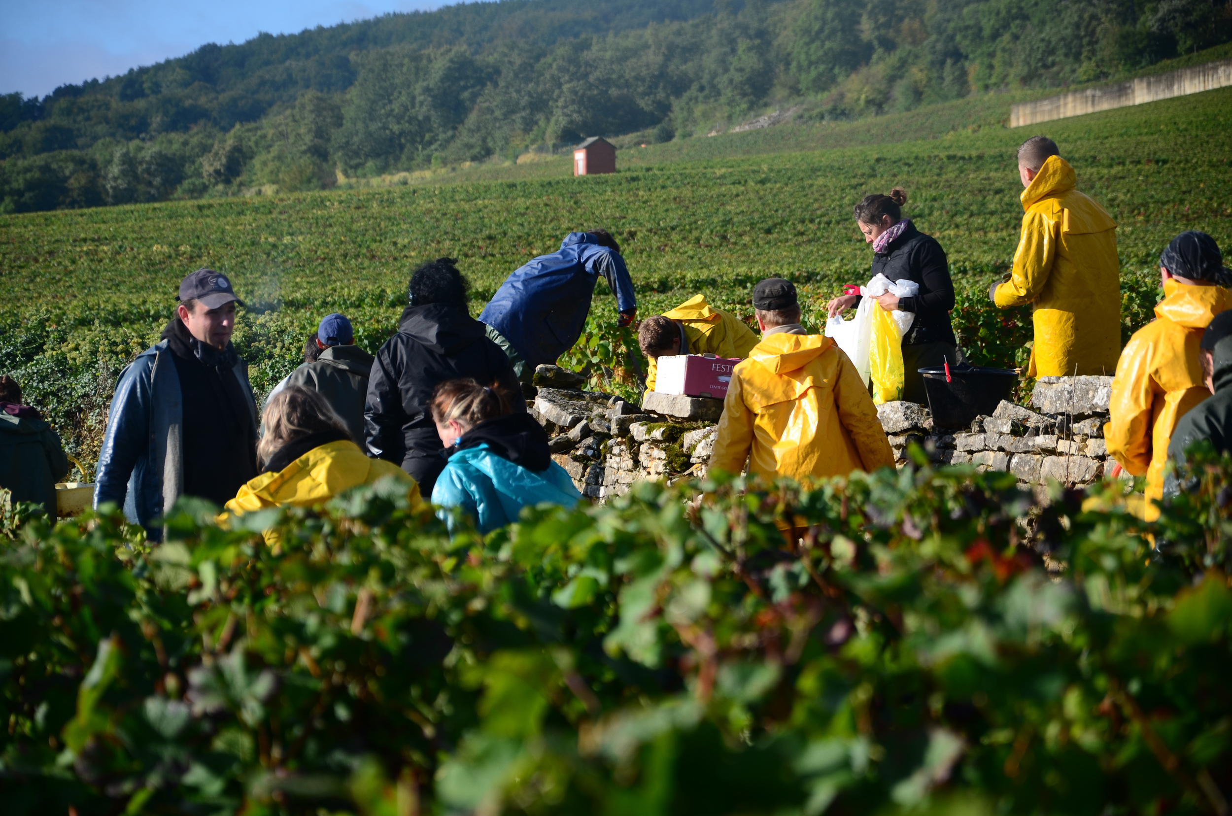 Hungry_Cyclist_Burgundy_Harvest12-105.jpg