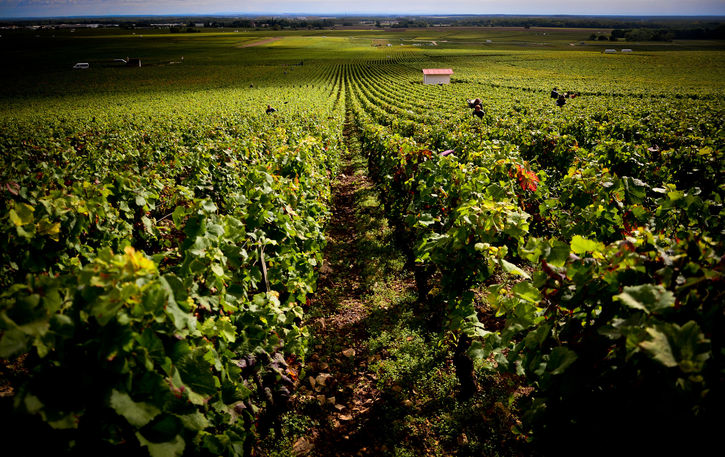 Hungry_Cyclist_Burgundy_Harvest12-118.jpg