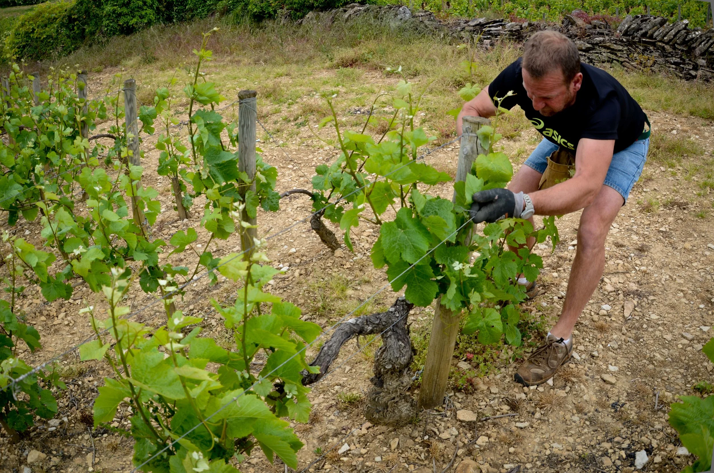 Spring In The Vines of Burgundy