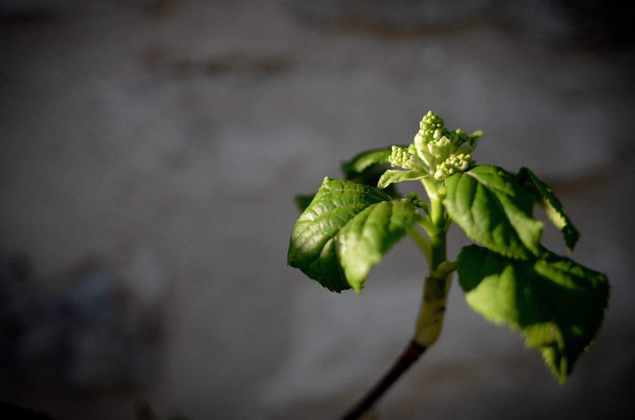 hungrycyclist_spring2014 (1 of 26).jpg