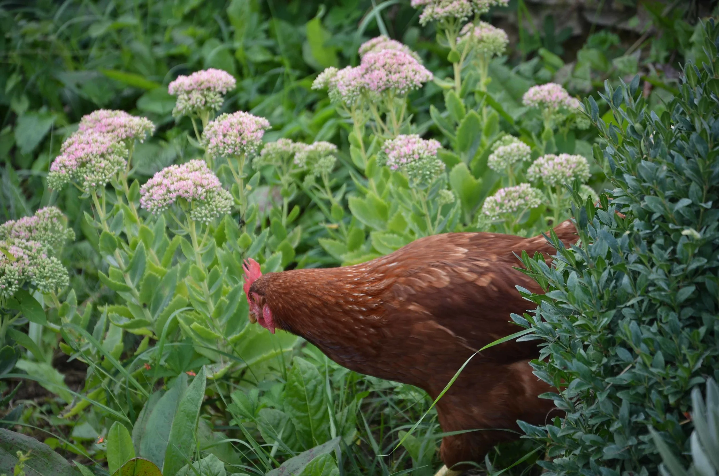 A Garden In Burgundy - Autumn 2015 