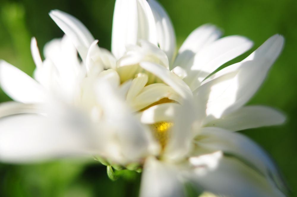 Hungry Cyclist Leucanthemum.jpg