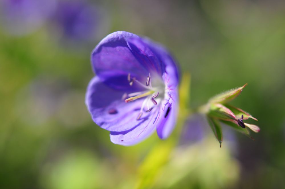 Hungry Cyclist Geranium.jpg