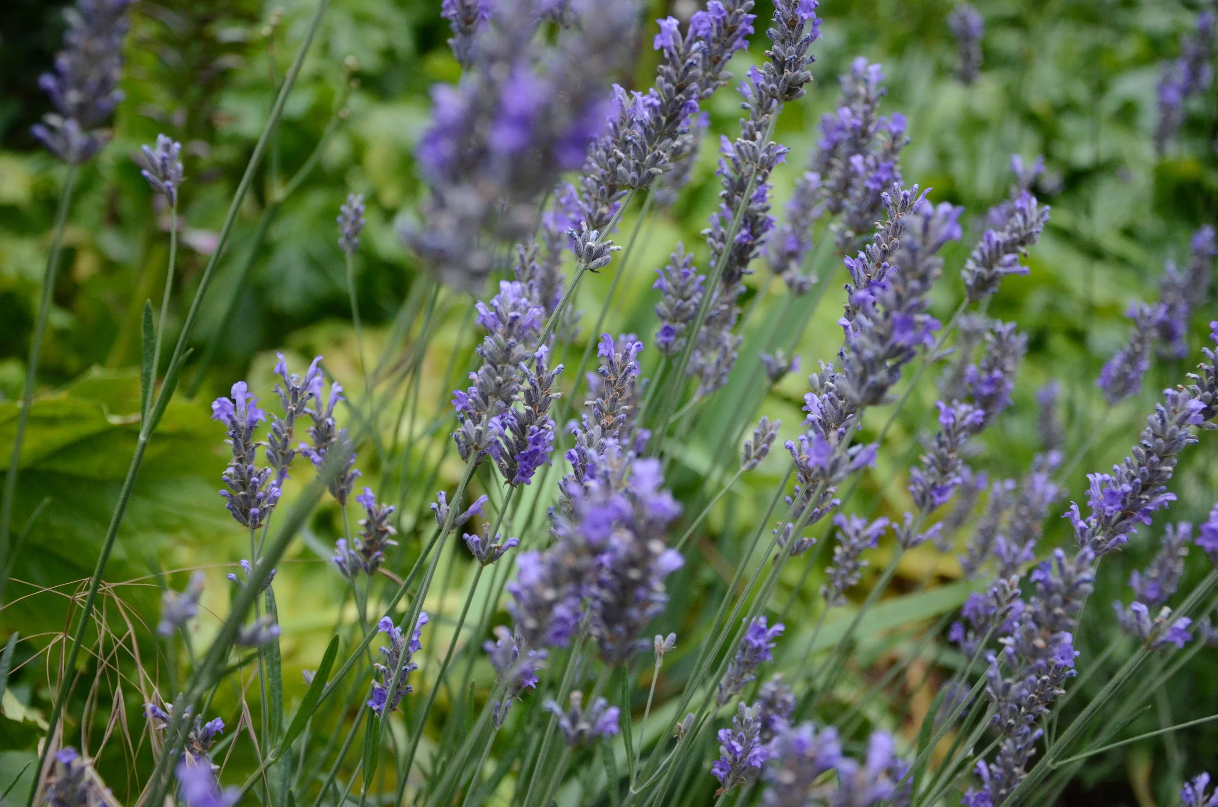 DSC_5969.JPG