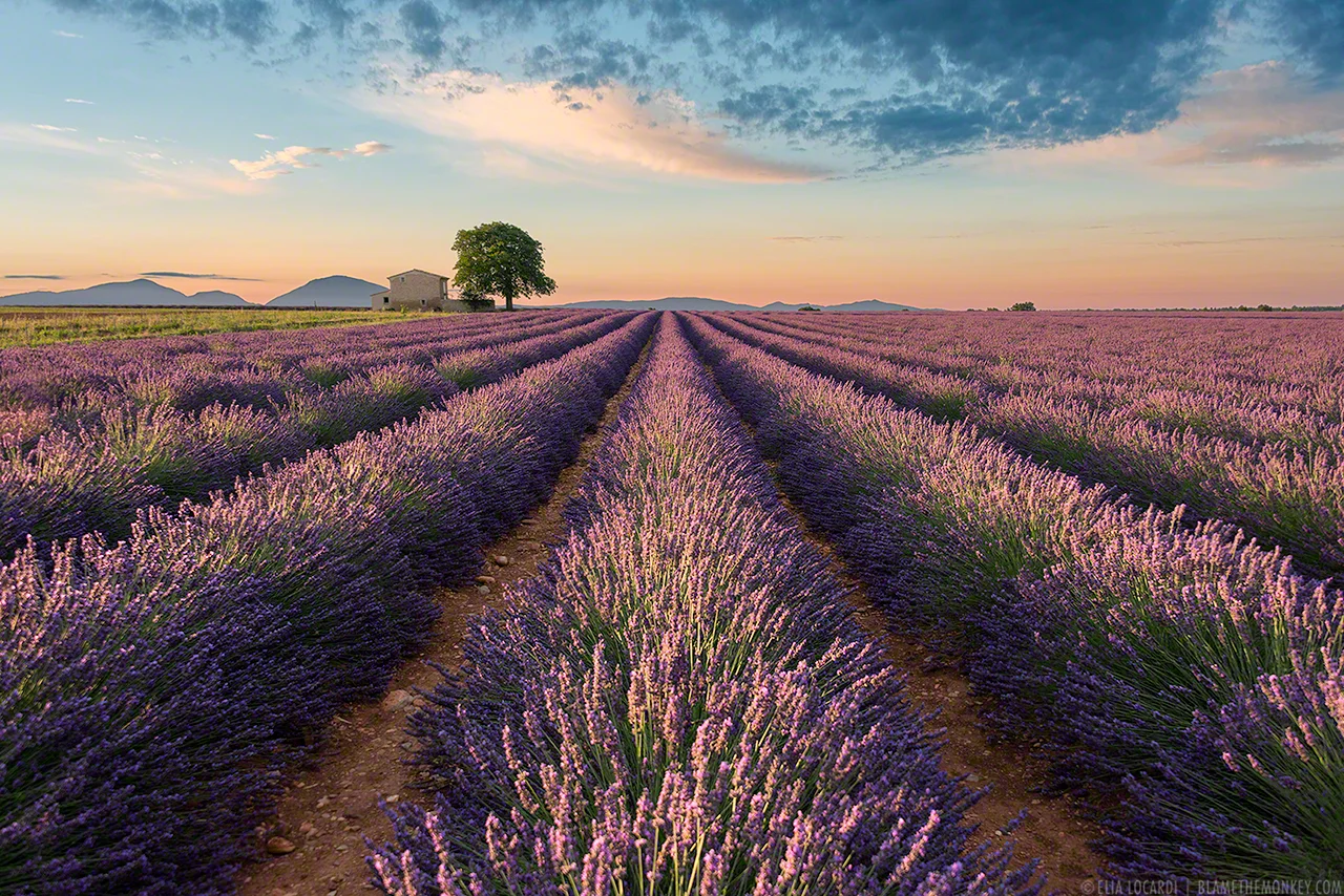 Elia-Locardi-Travel-Photograhy-Colors-of-Valensole-France-1280-WM-DM.jpg