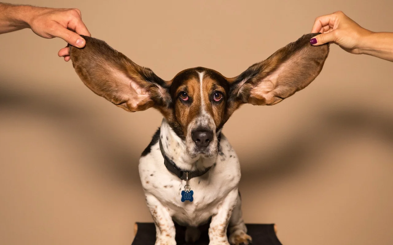 Live-Listen-dog-ears-photo.jpg