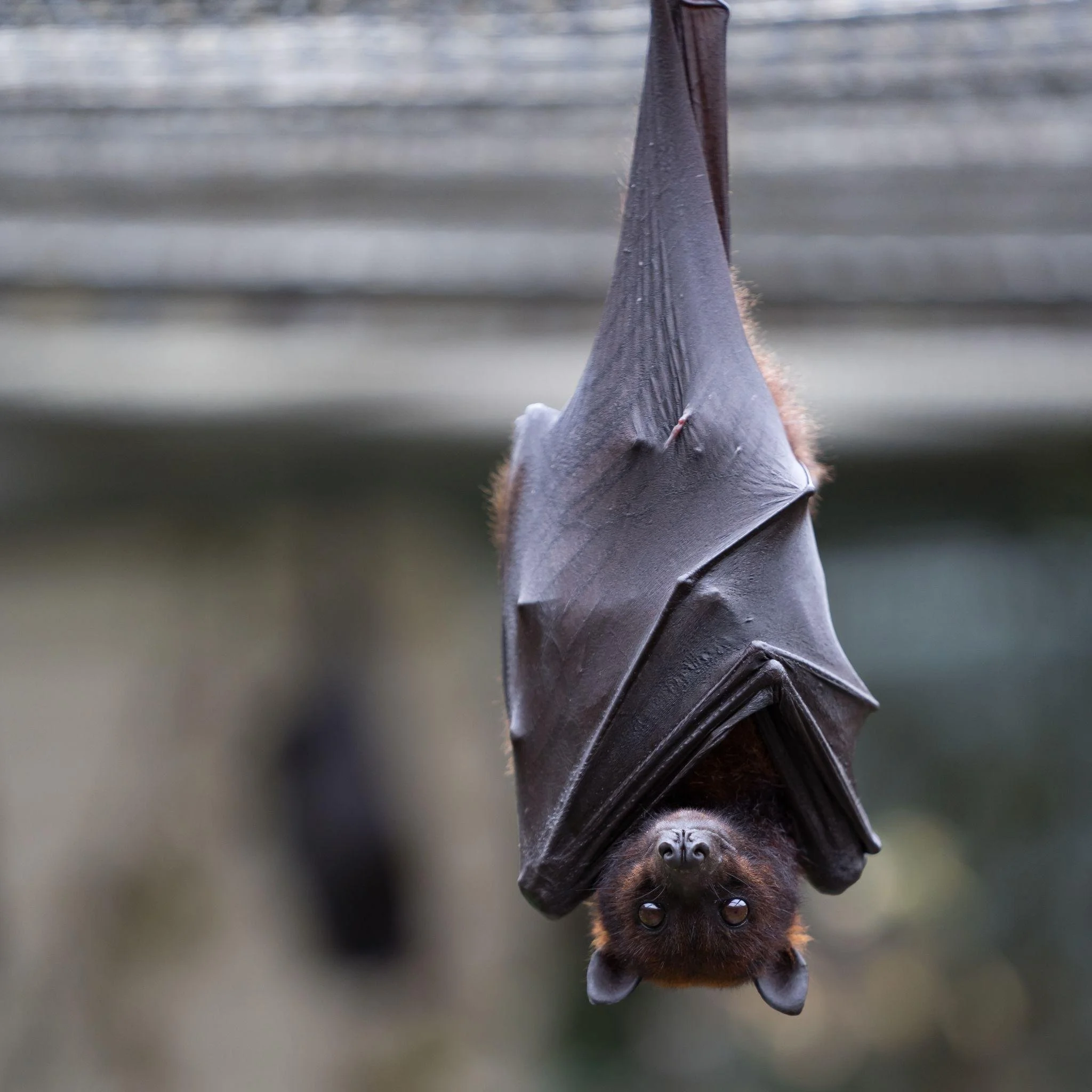 Happy National Bat Day 🦇
Bats might not get the best reputation, but they play a huge role in our ecosystem, helping control insects and even supporting pollination.

Organizations like Lubee Bat Conservancy are doing amazing work to protect them an