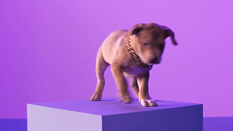 giphy (32).gif