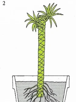 Image from The Time-Life Encyclopedia of Gardening: Foliage House Plants , 1972.