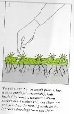 Dracena3.jpeg