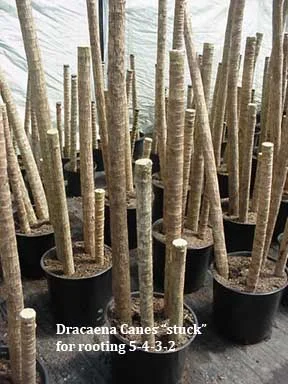 This is how corn plants are propagated. 