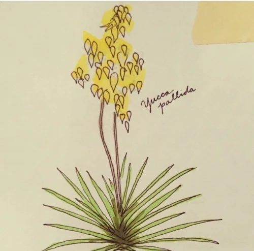 My drawing of a native Texas yucca, Yucca pallida . 
