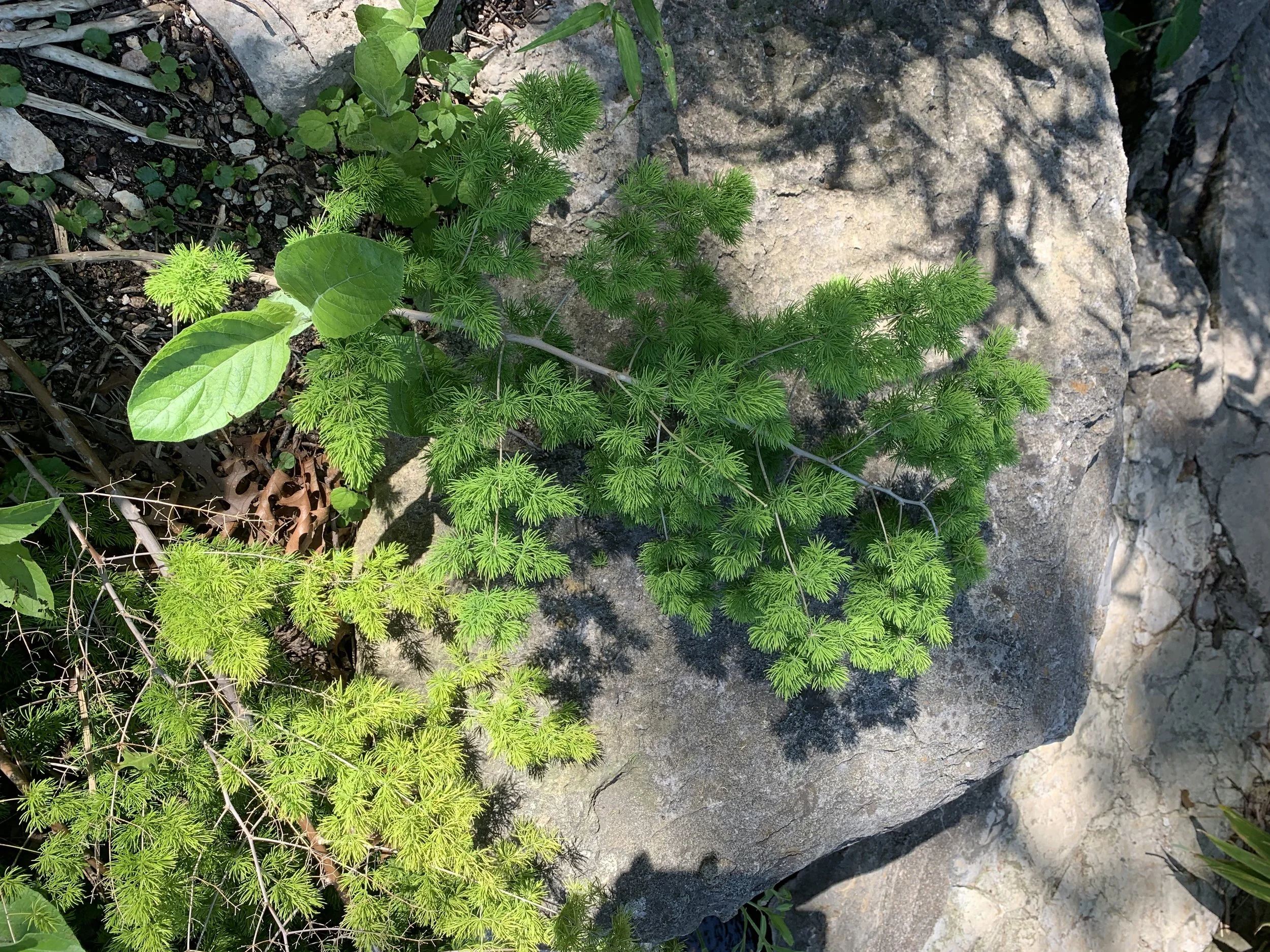 Ming fern, a type of asparagus fern.