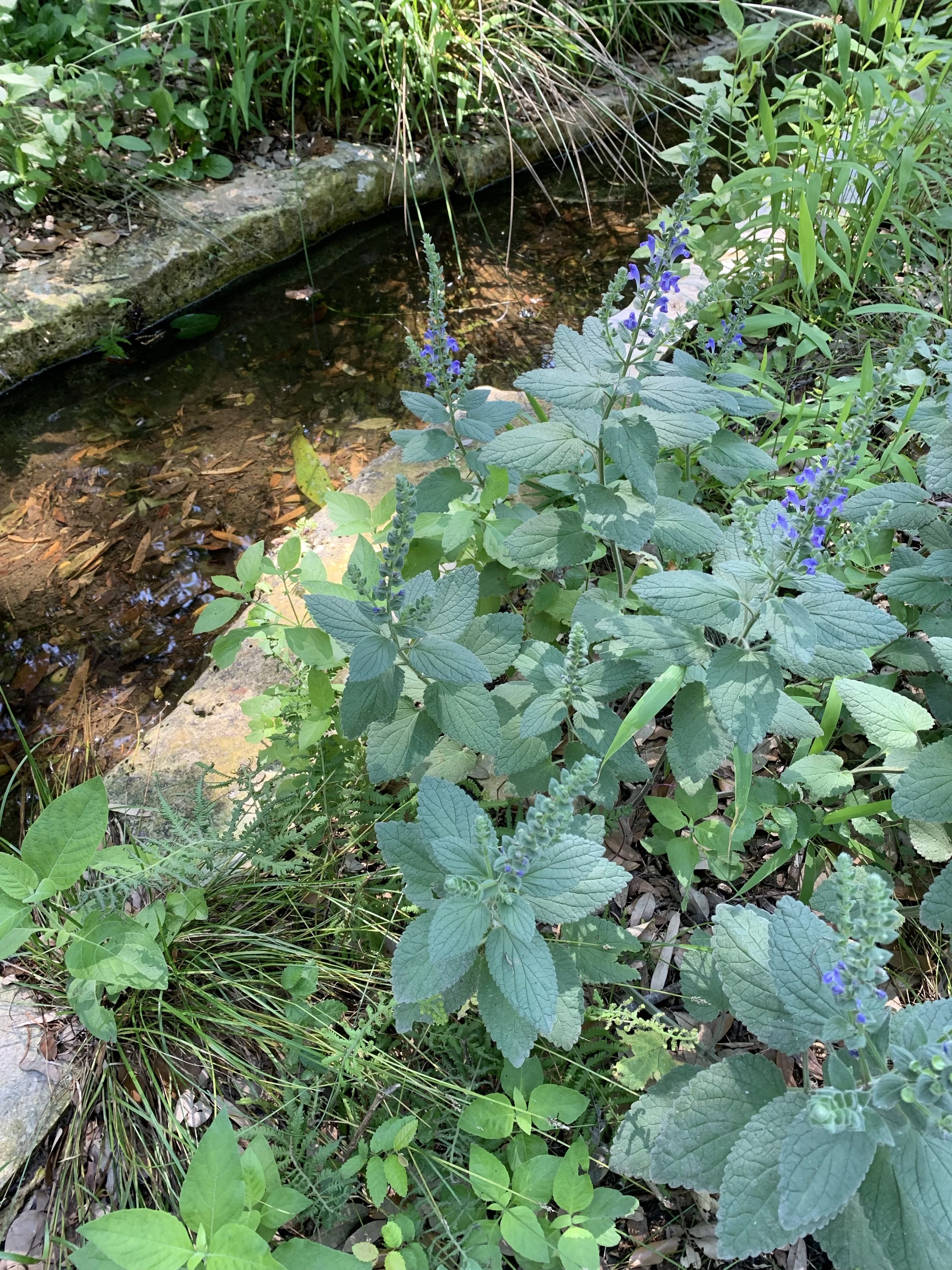 Native heartleaf skullcap appears in winter, blooms in May, and goes dormant in summer.