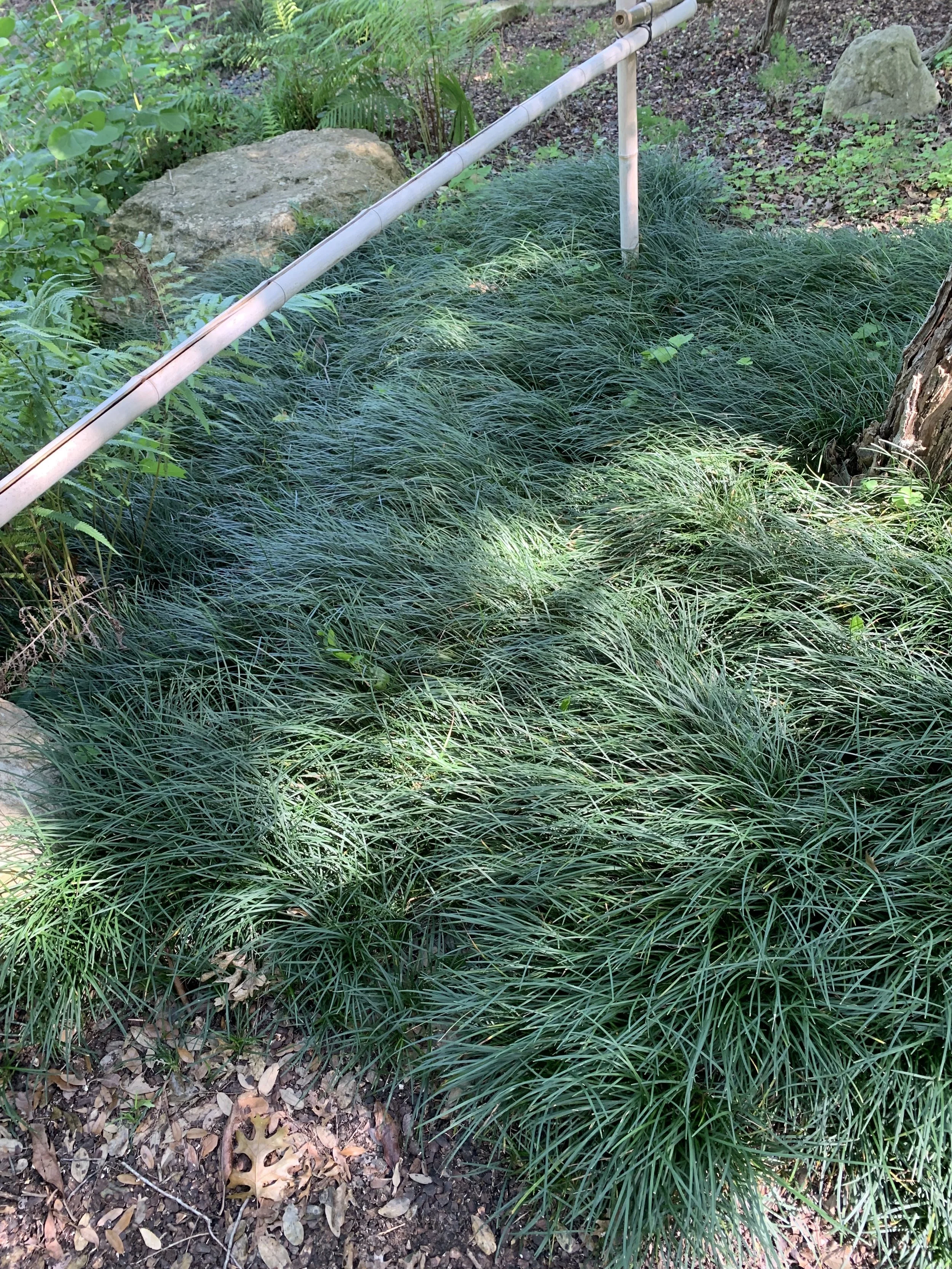 Dwarf liriope “lawn”