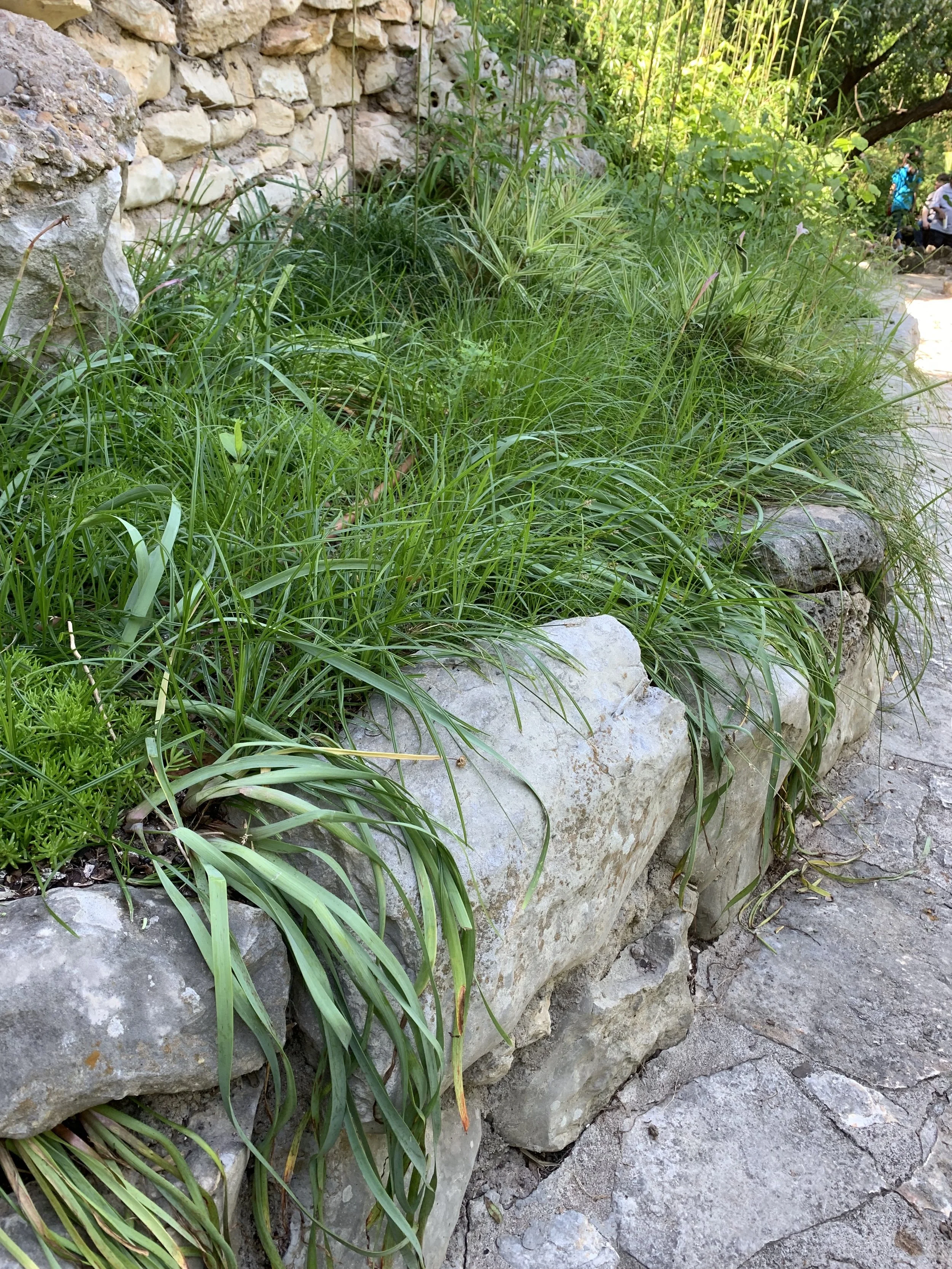 Rain lilies, asparagus fern, and grasses drape over a limestone edge.