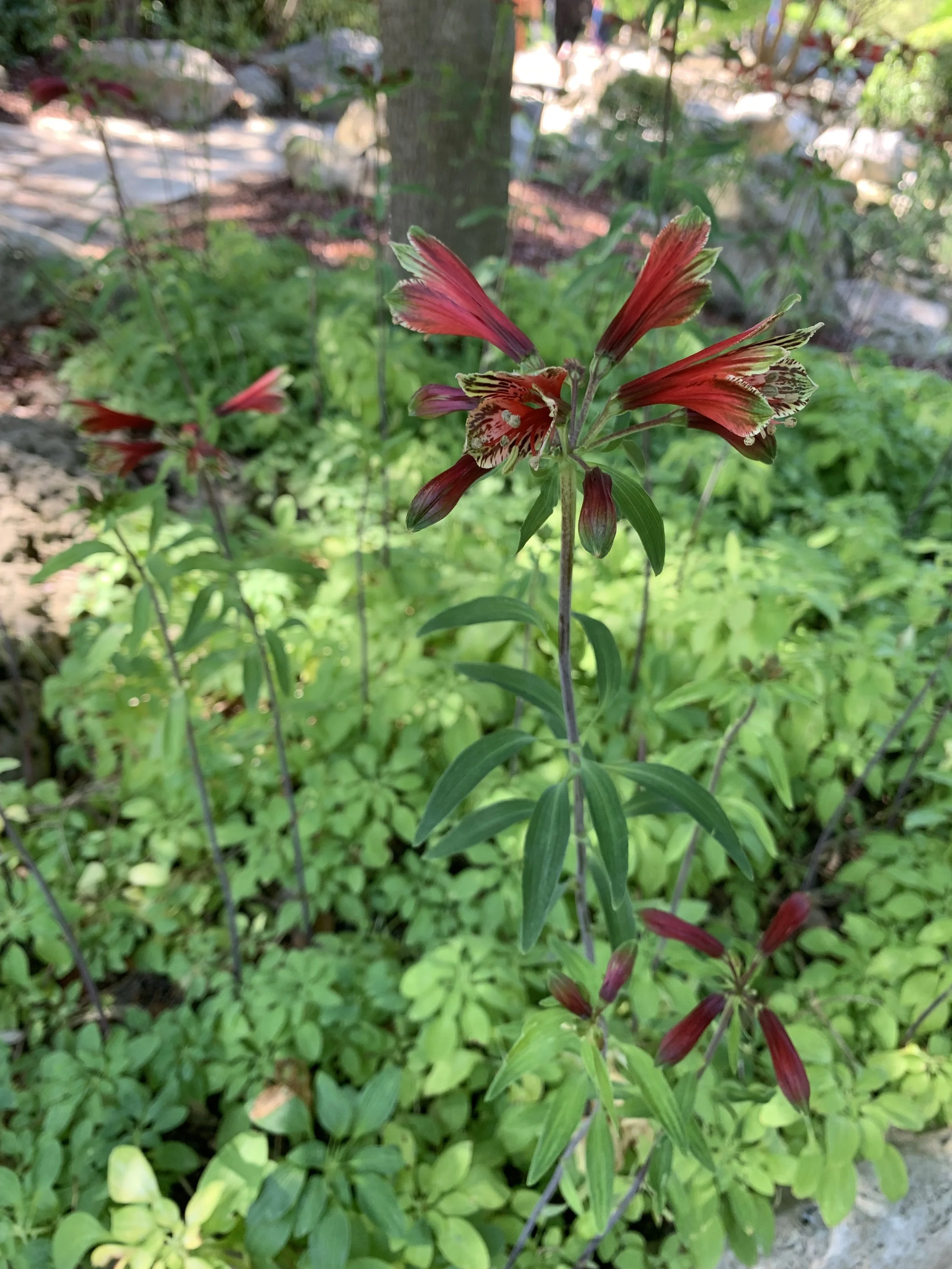 Lily of the Incas produces an interesting groundcover and tall bloom spikes in spring.