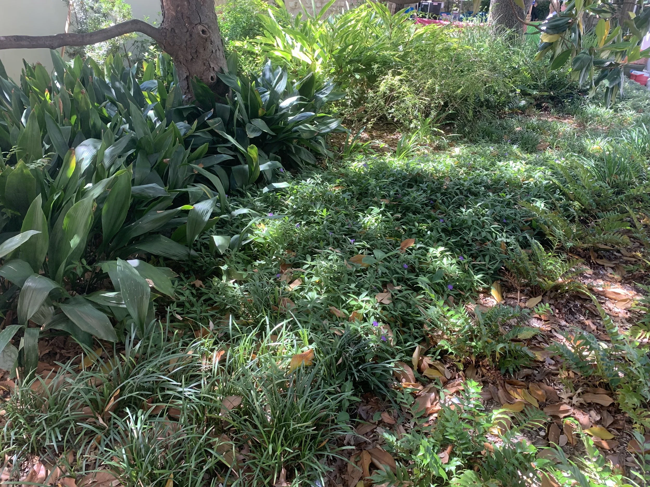 Loquat tree surrounded with cast iron plant and blue shade ruellia at the Southwest School of Art in San Antonio.