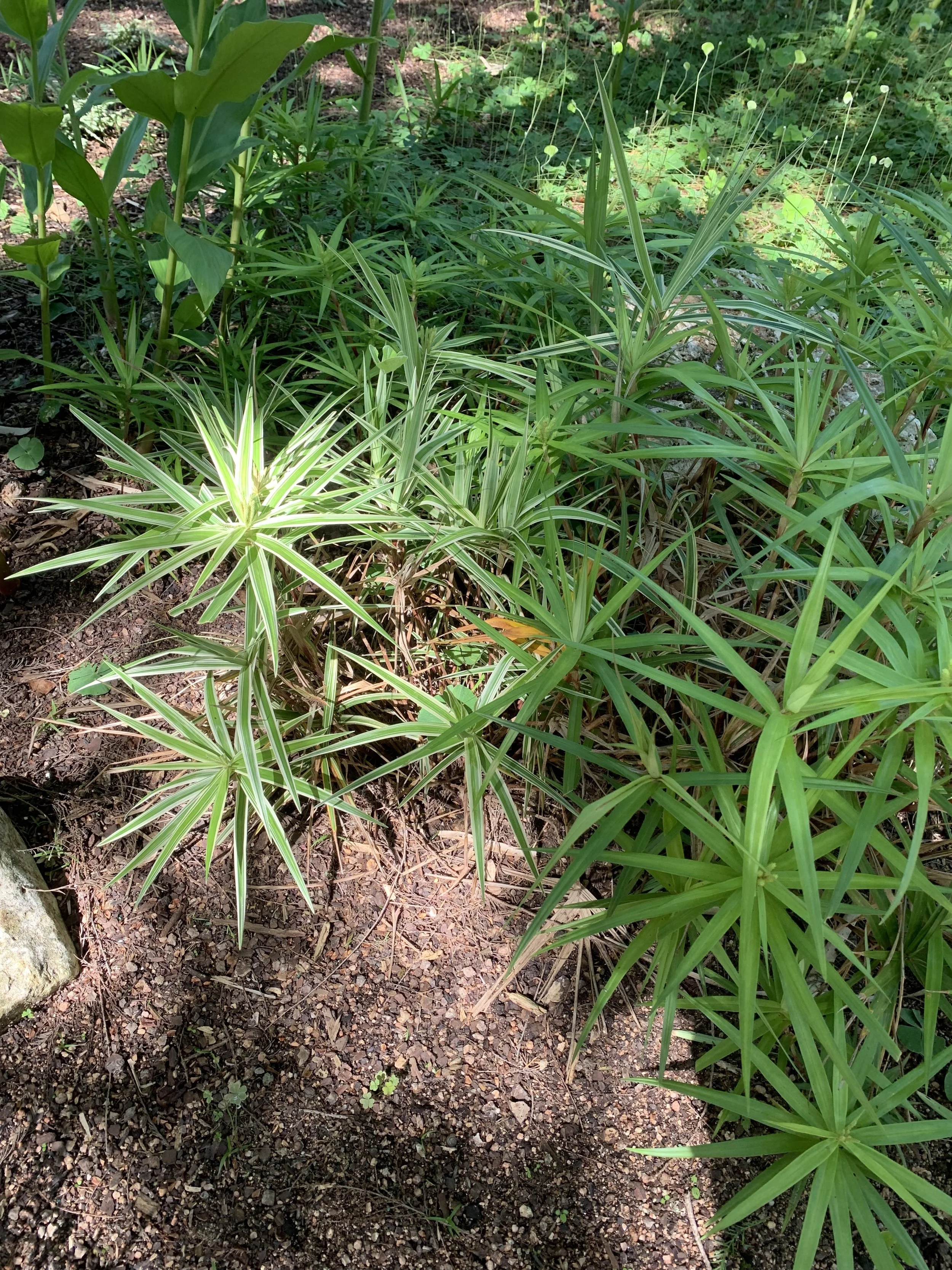 Sparkler sedge resembles the aquatic umbrella sedge but can handle drier conditions.