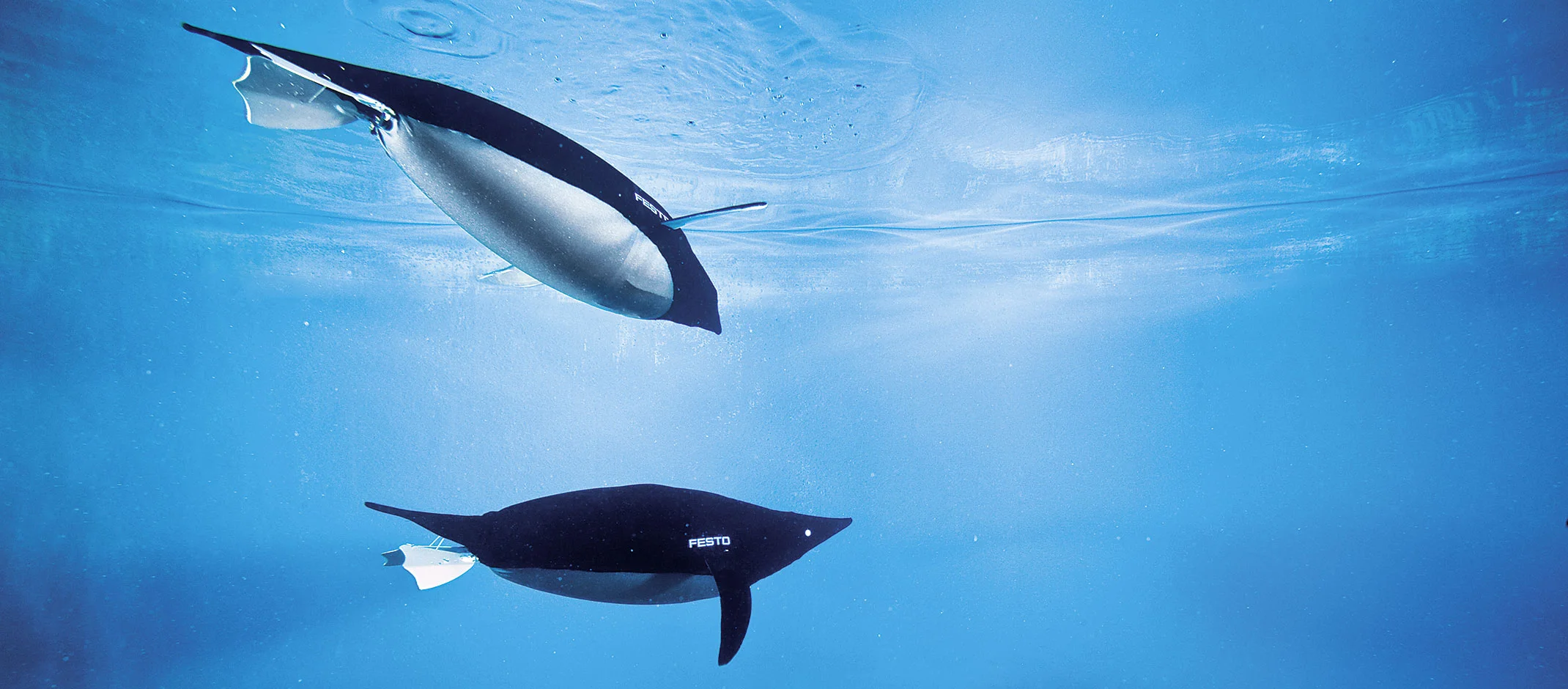 1341-aquapenguin-2140x940px.jpg